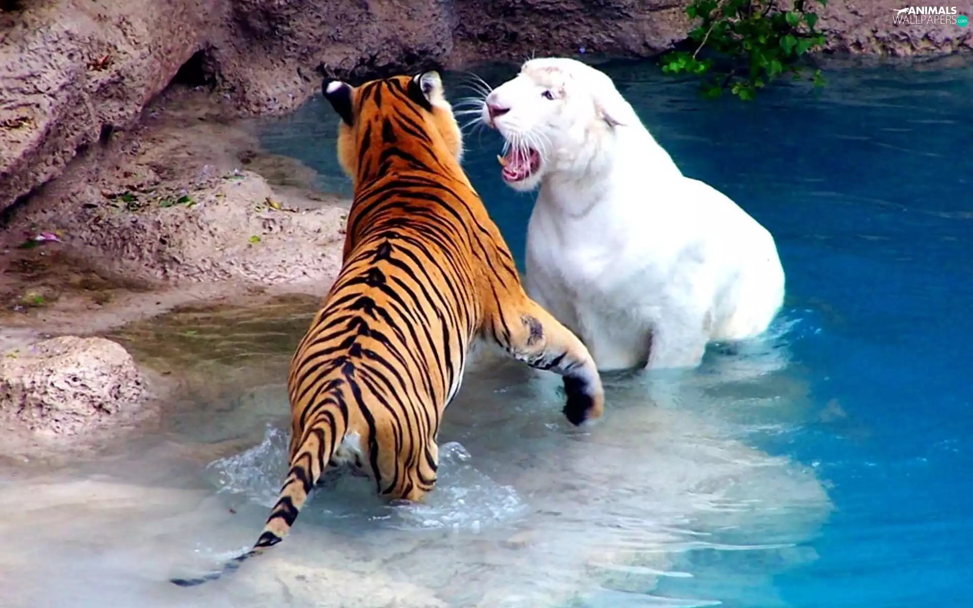 tiger, White, Stones, Pool, water, bengal