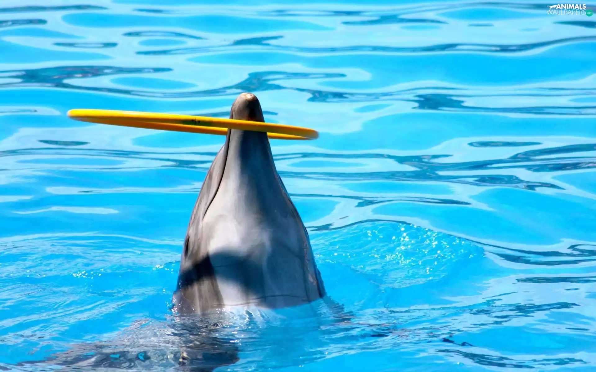 dolphin, rim, show, Pool