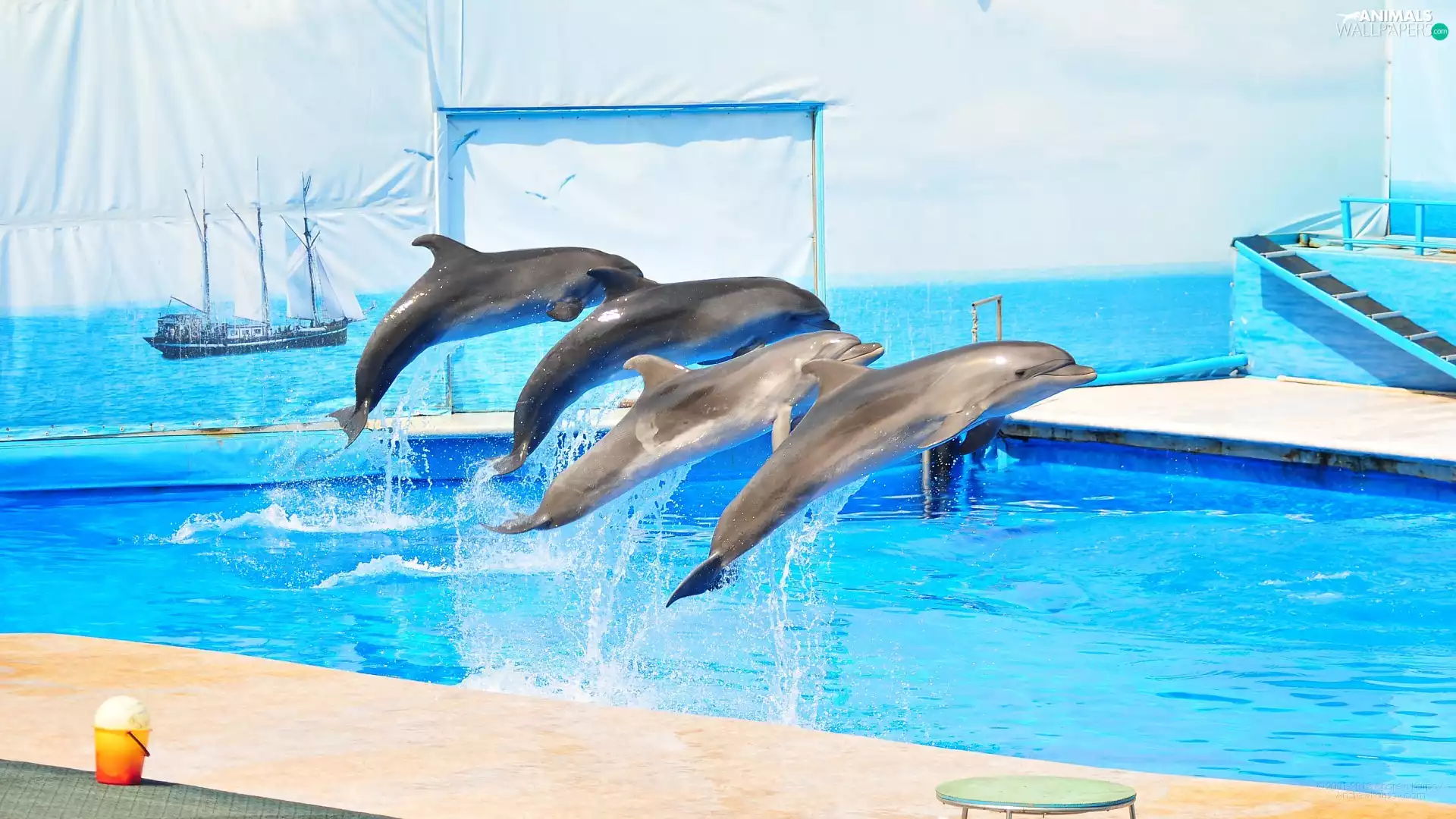 dolphins, show, jump, Pool