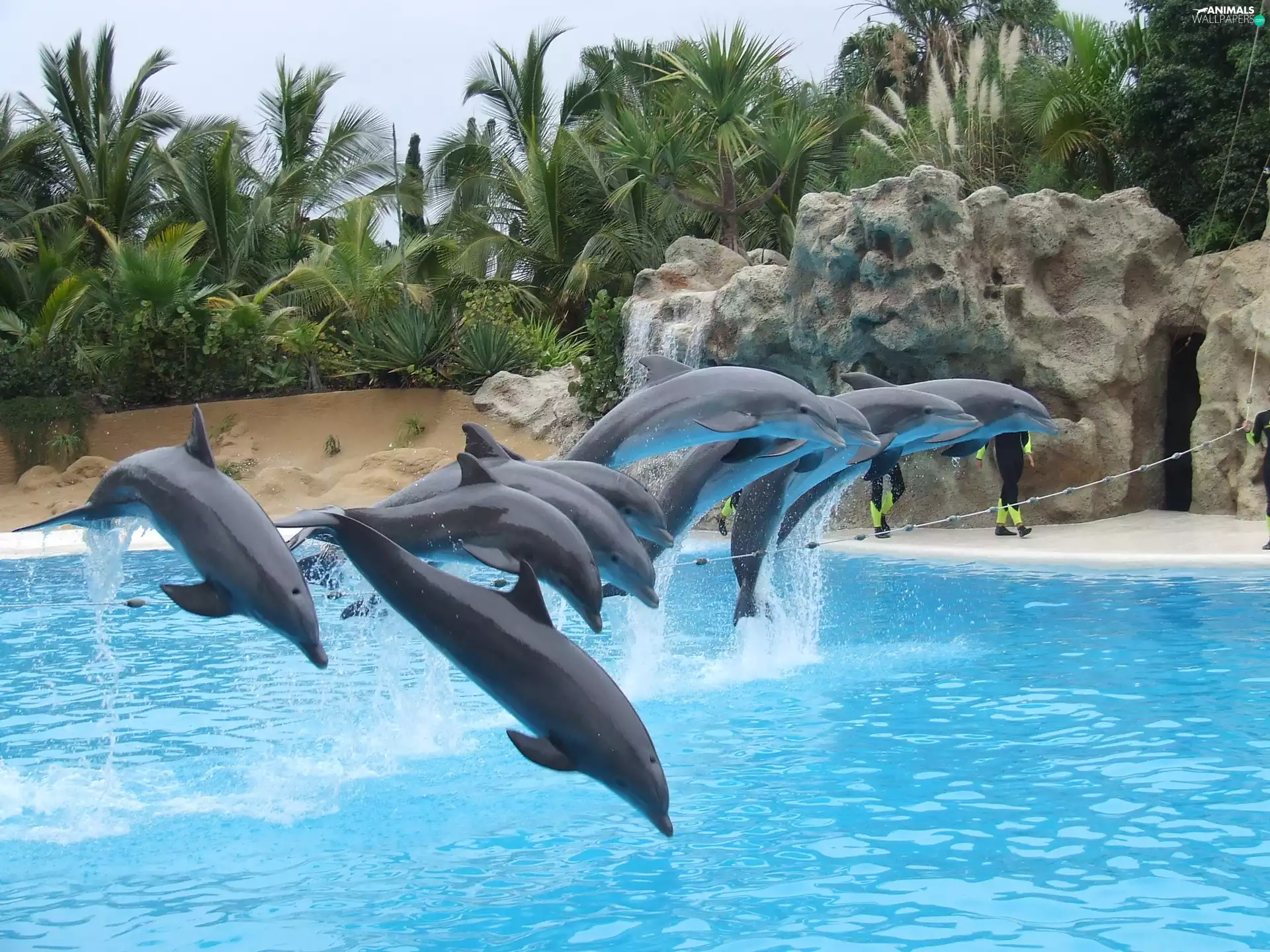 dolphins, rocks, Palms, Pool