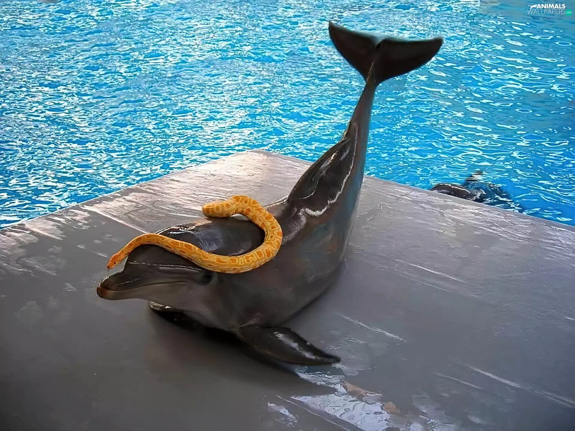 Pool, dolphin, Snake