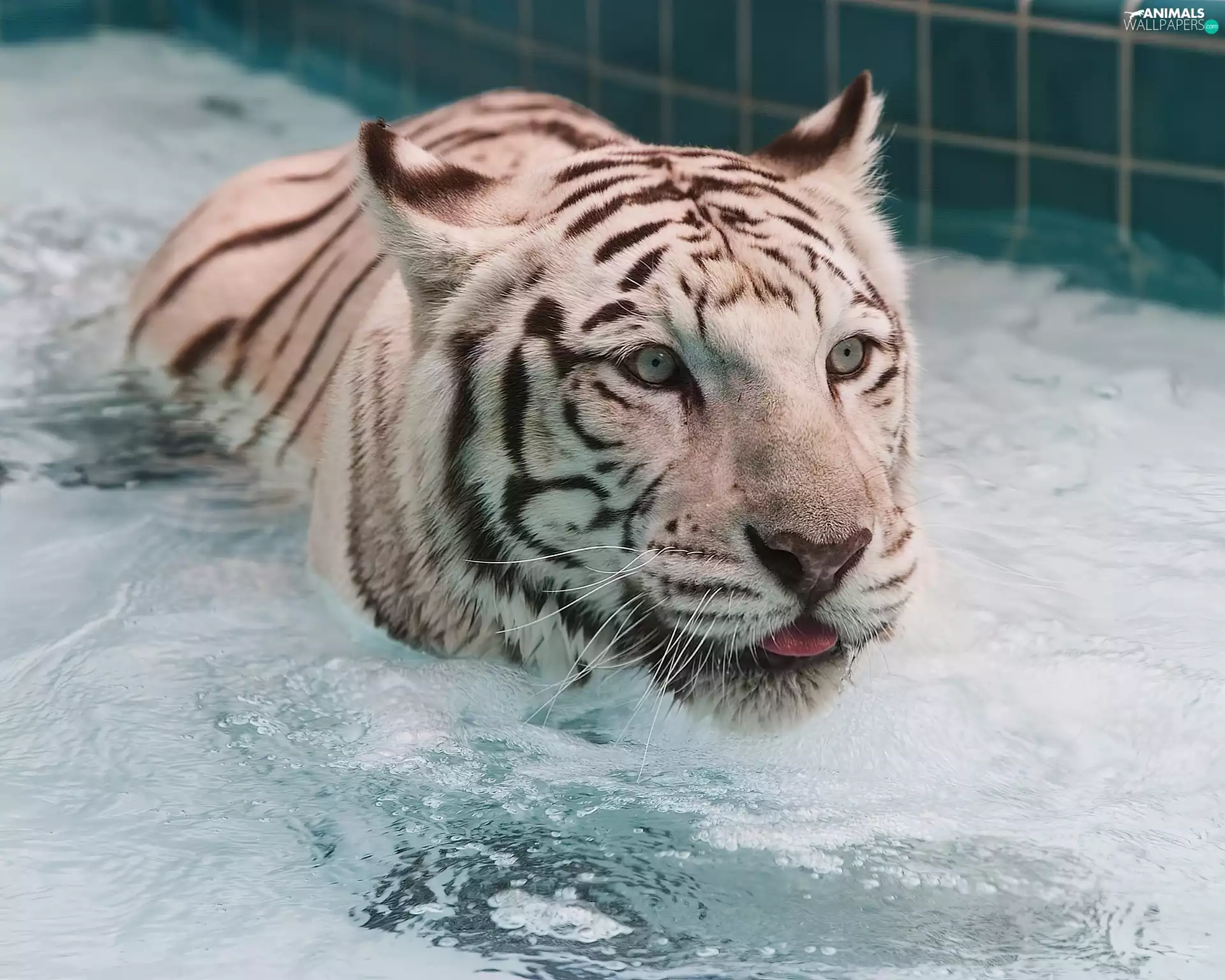 Pool, White, tiger