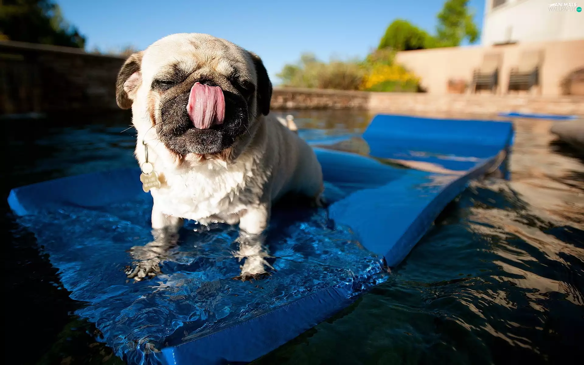 Pool, pug, Tounge