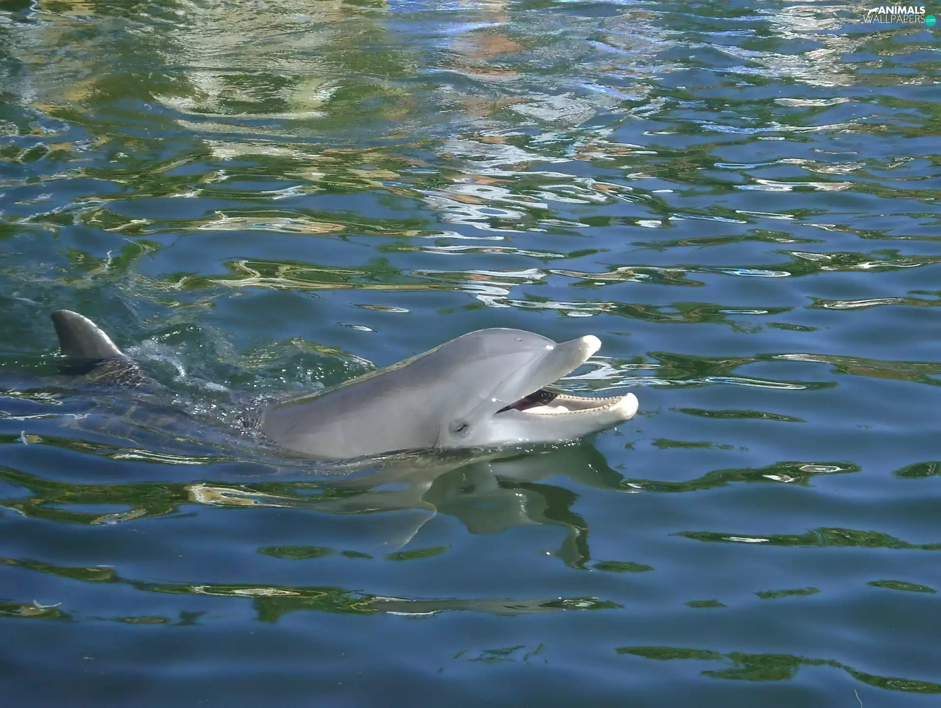 Pool, Dolphin, water