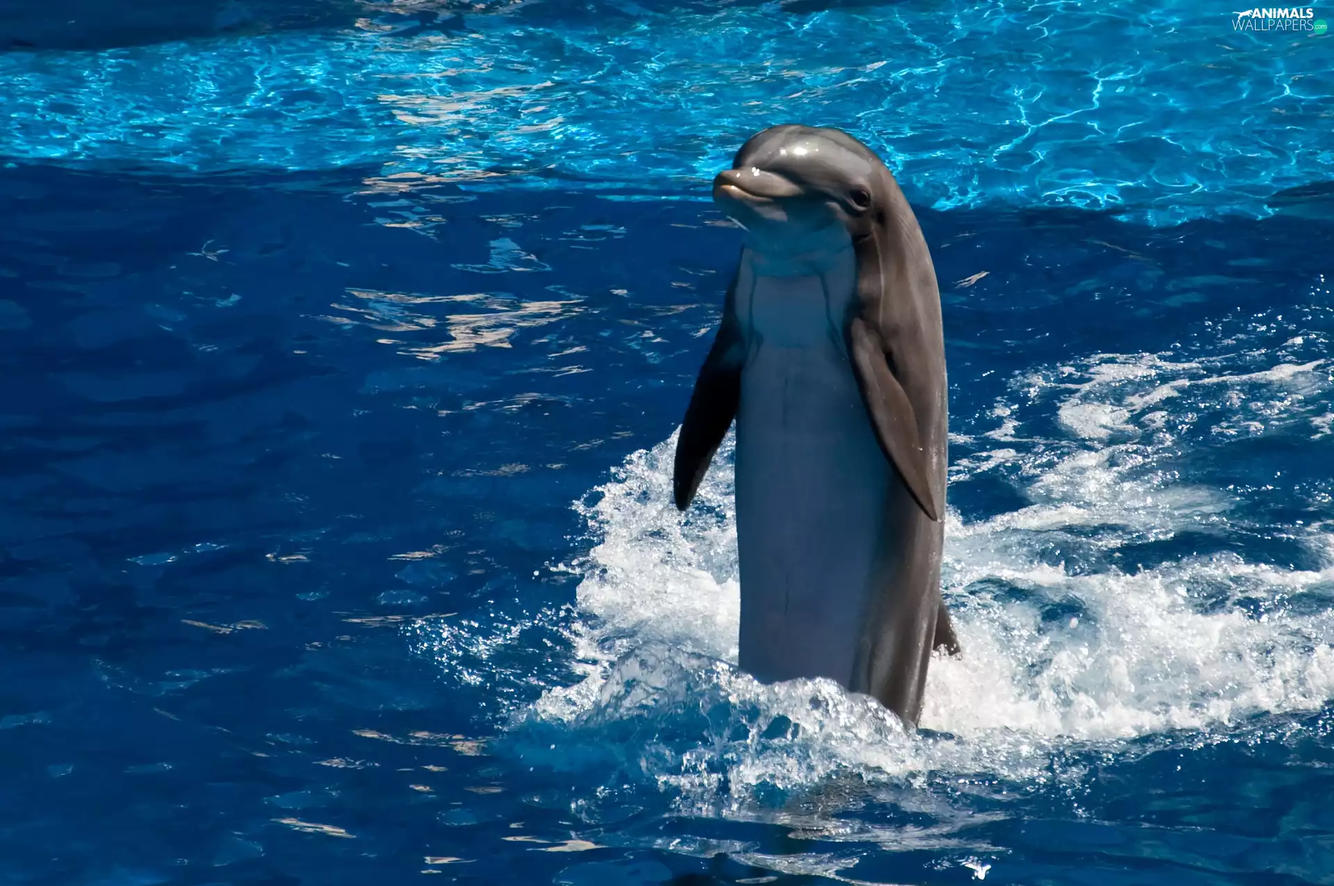 Pool, Dolphin, water