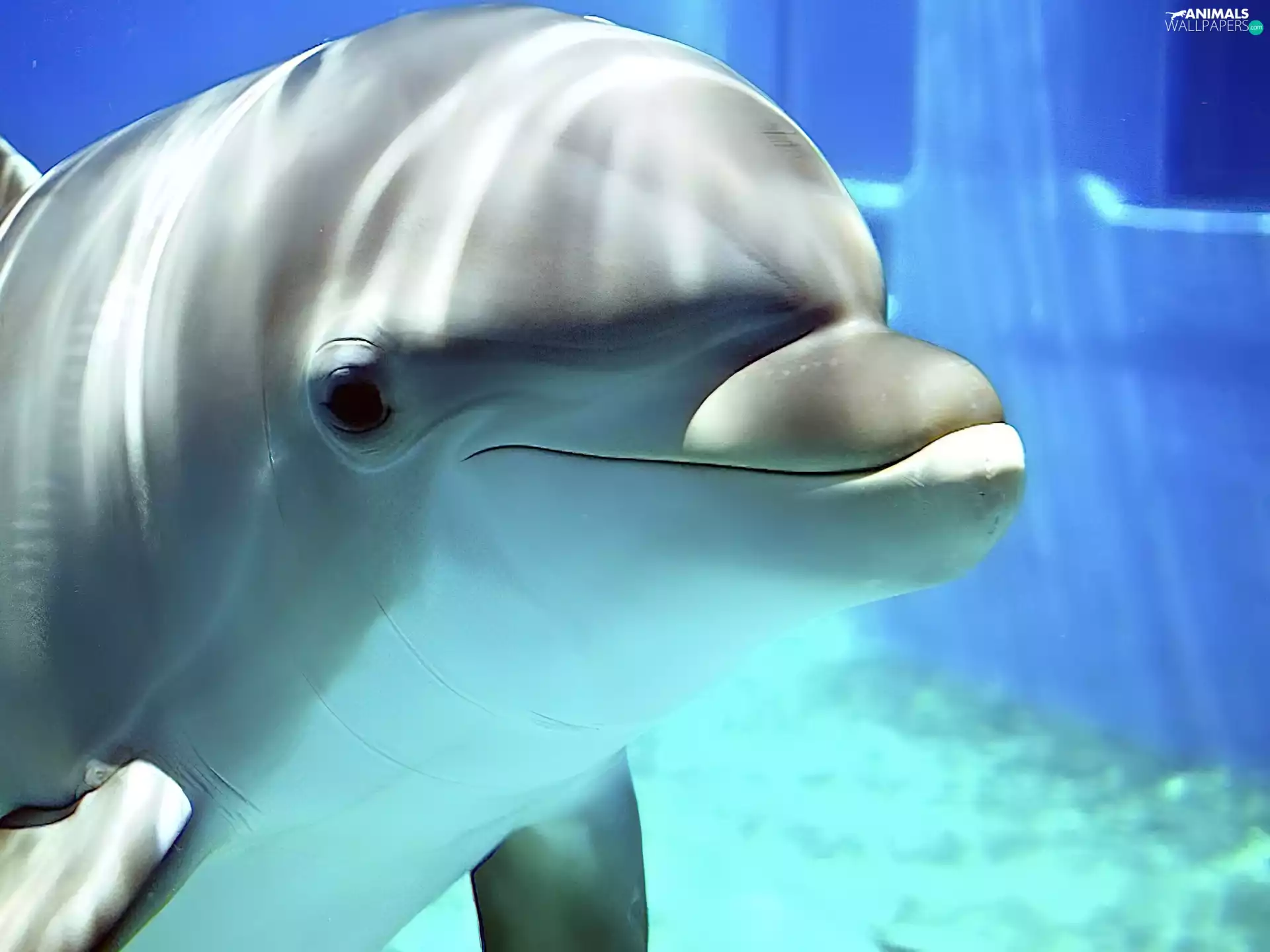 Pool, dolphin, water