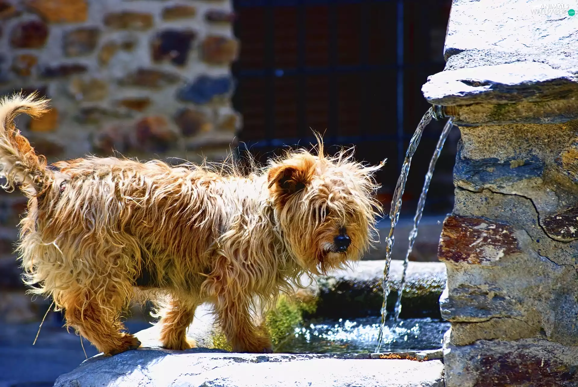 doggy, tap, water, poor