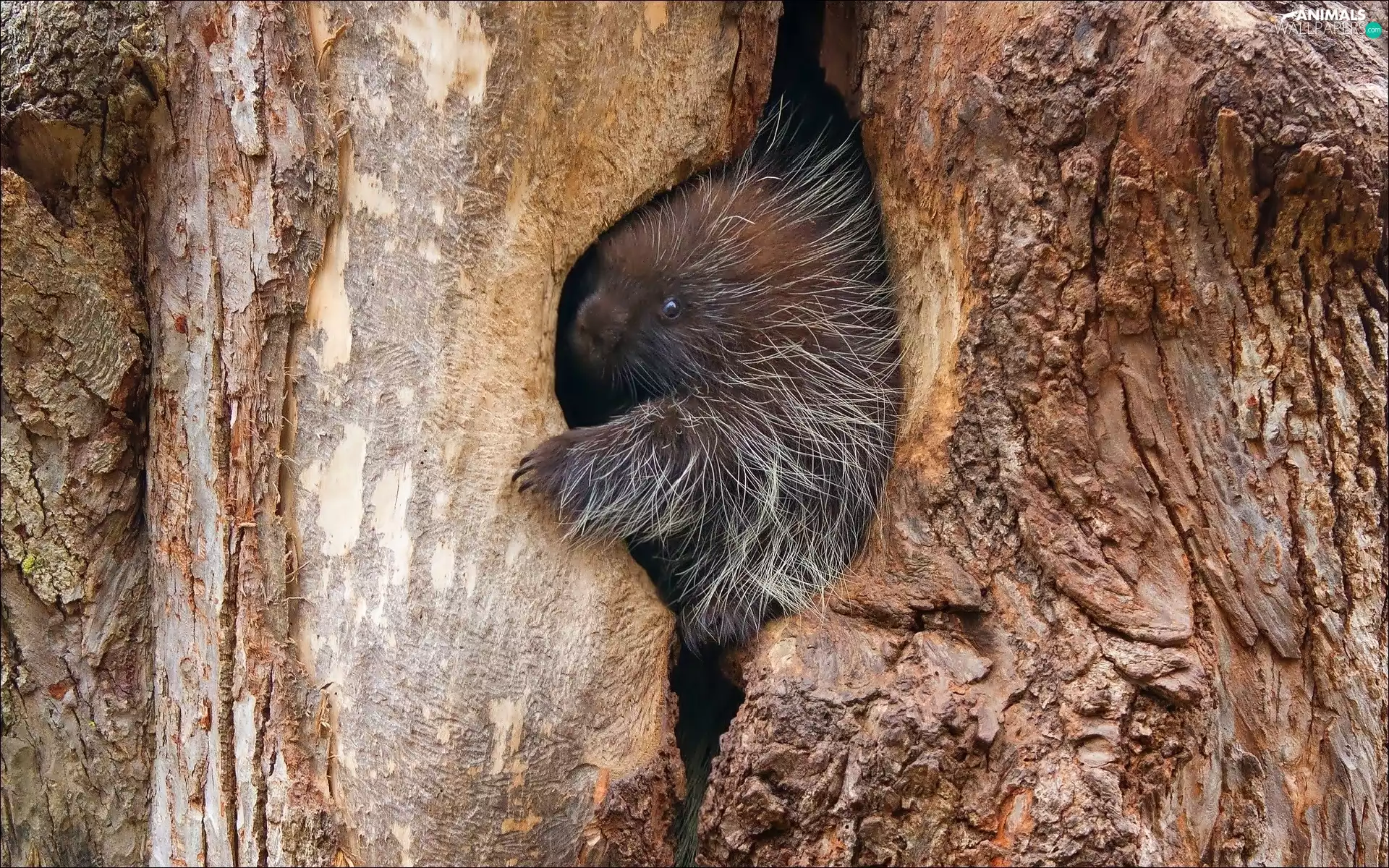 young, trees, Hollow, porcupine