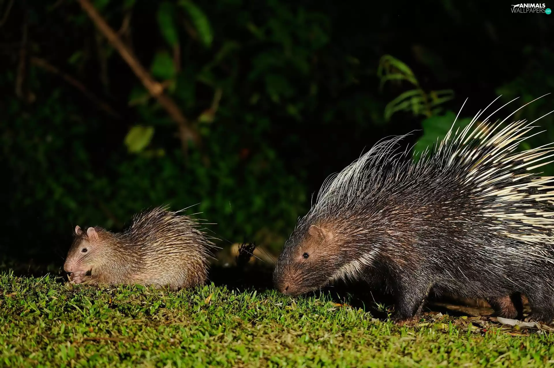 porcupine, Porcupines, young