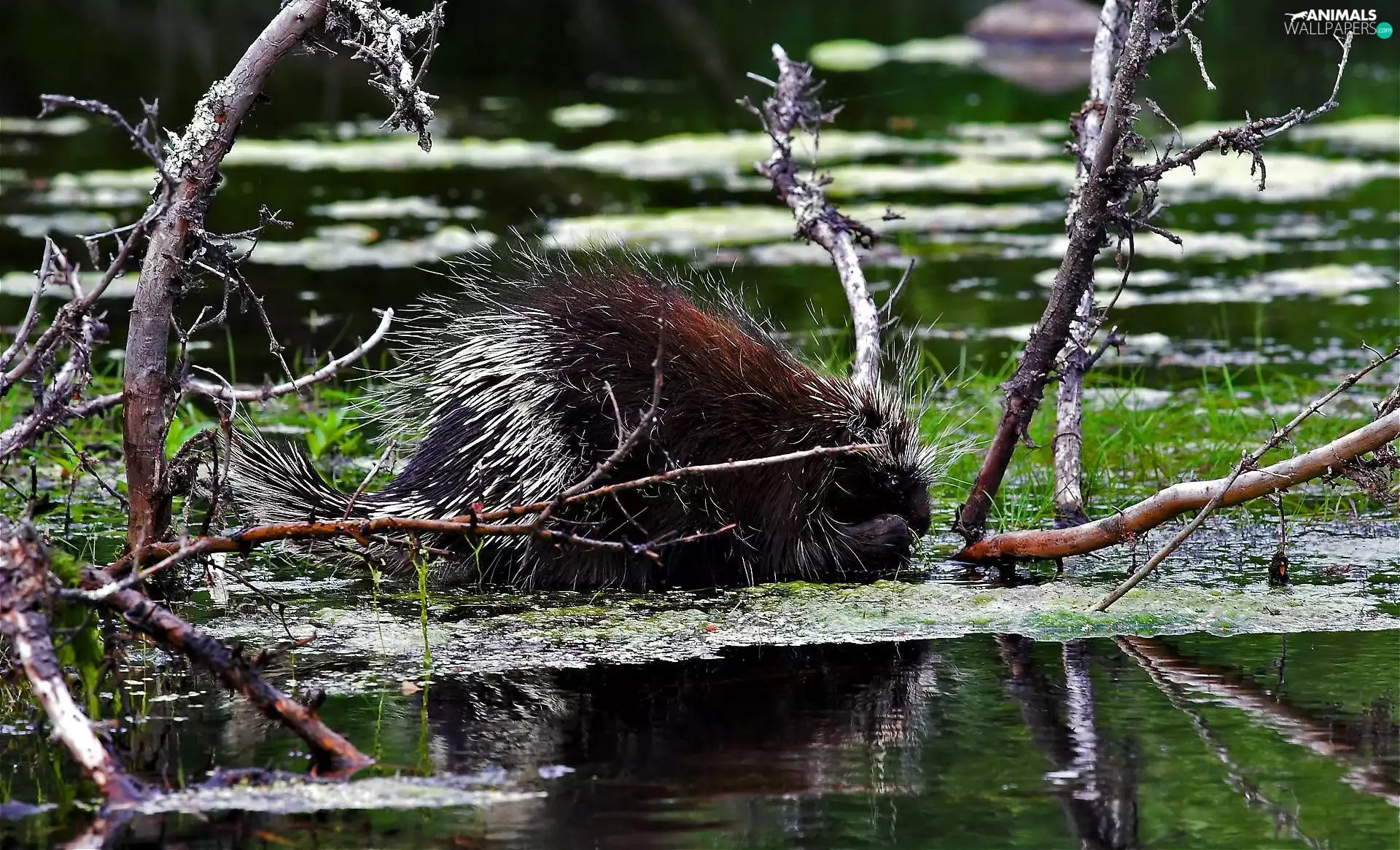porcupine