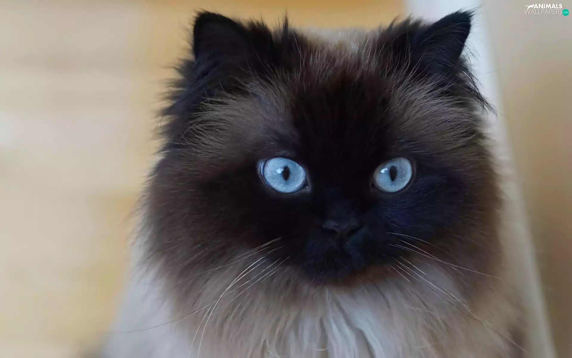 Eyes, portrait, cat, Blue, siamese