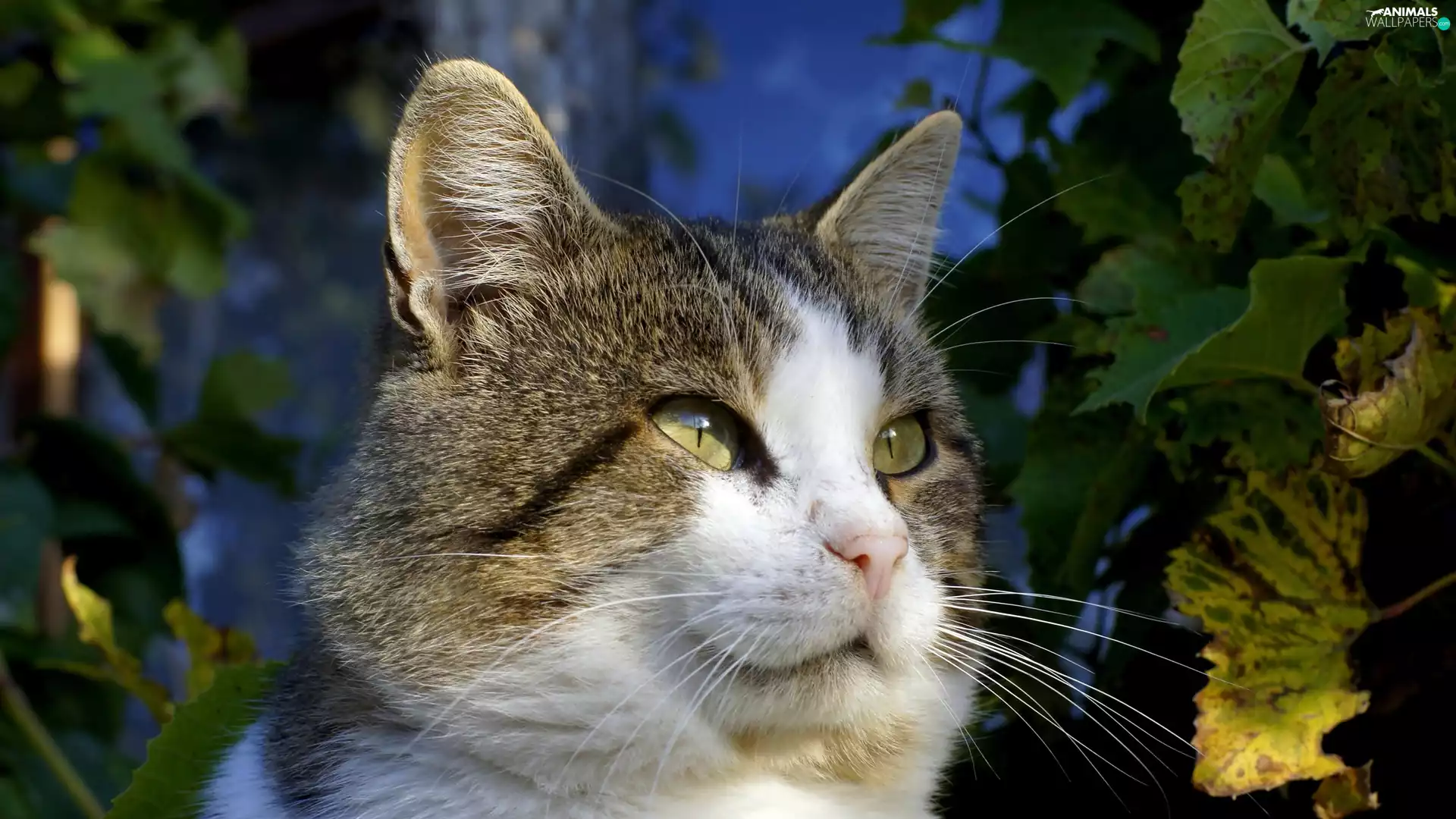 portrait, thoughtful, cat