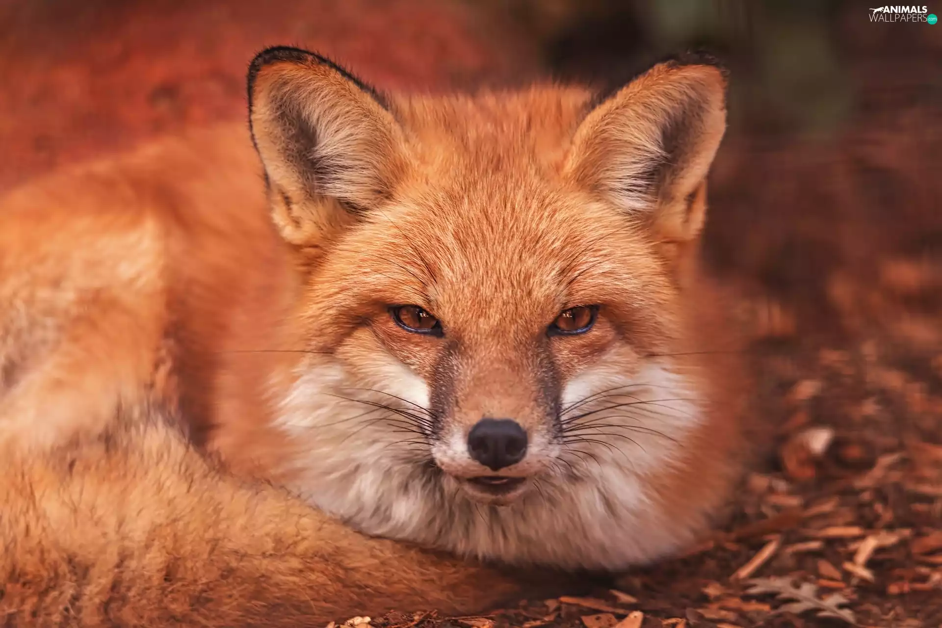 portrait, ginger, Fox