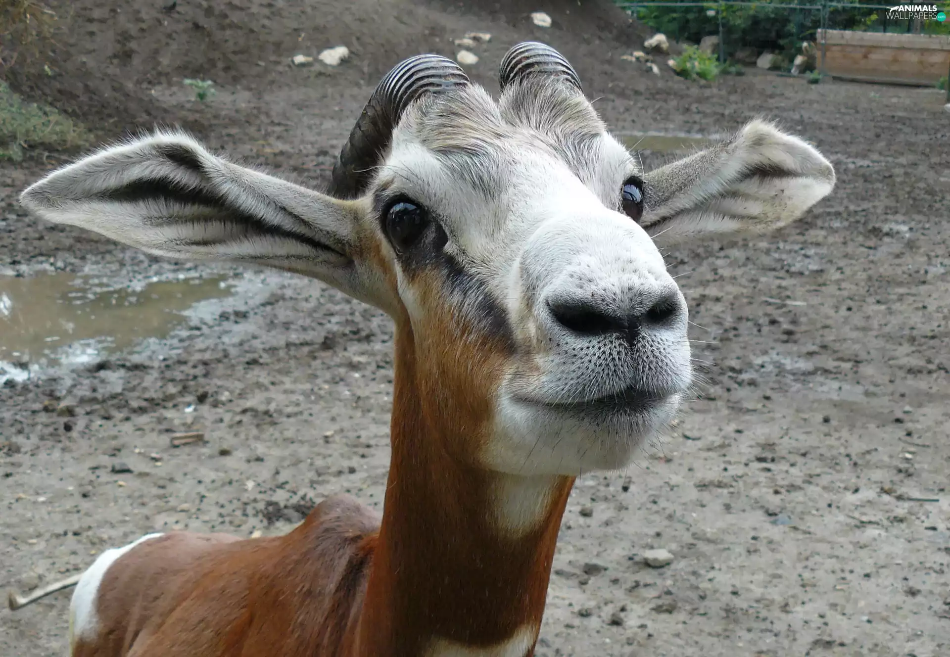 portrait, gazelle, head