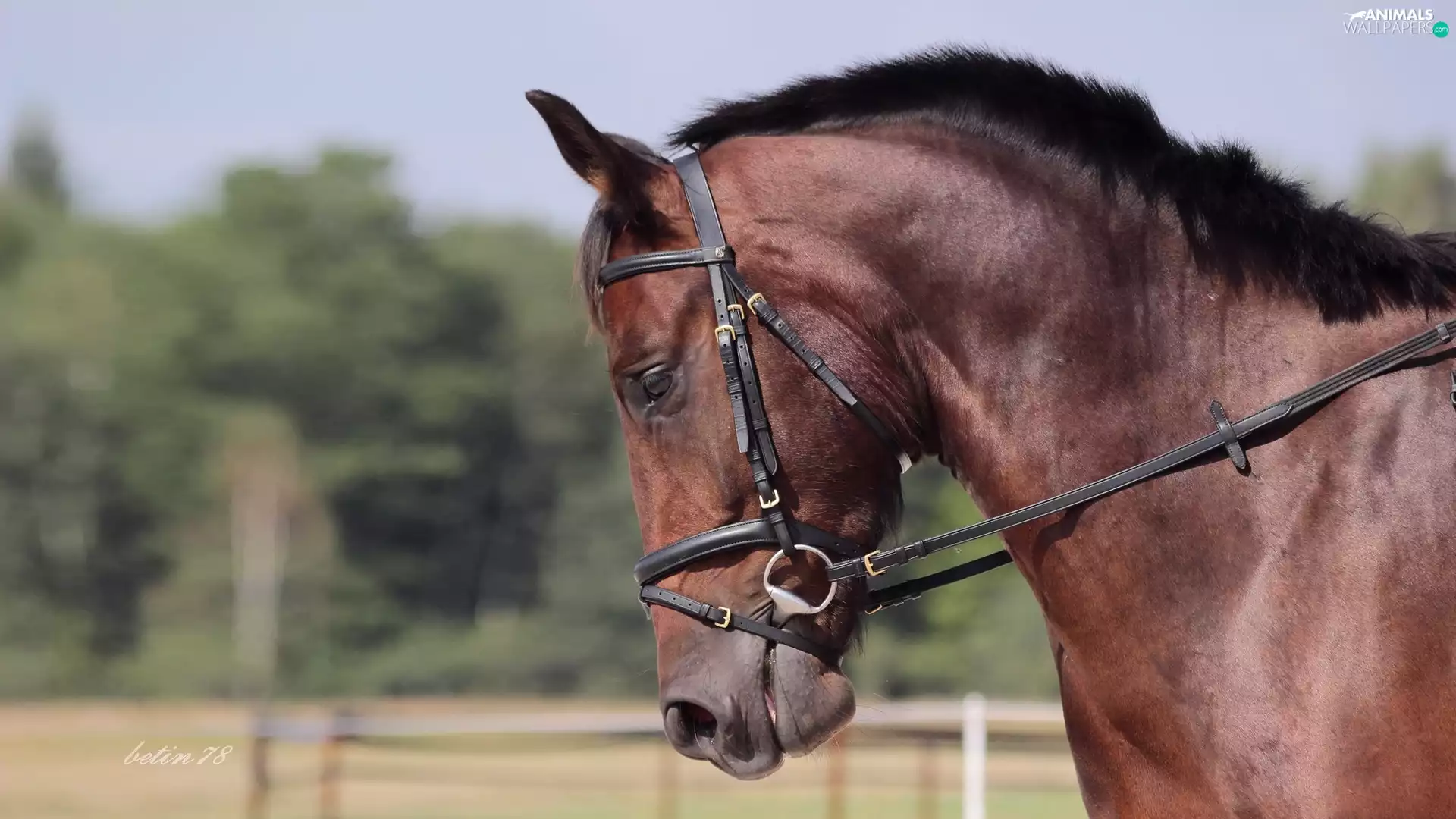 portrait, bay, Horse
