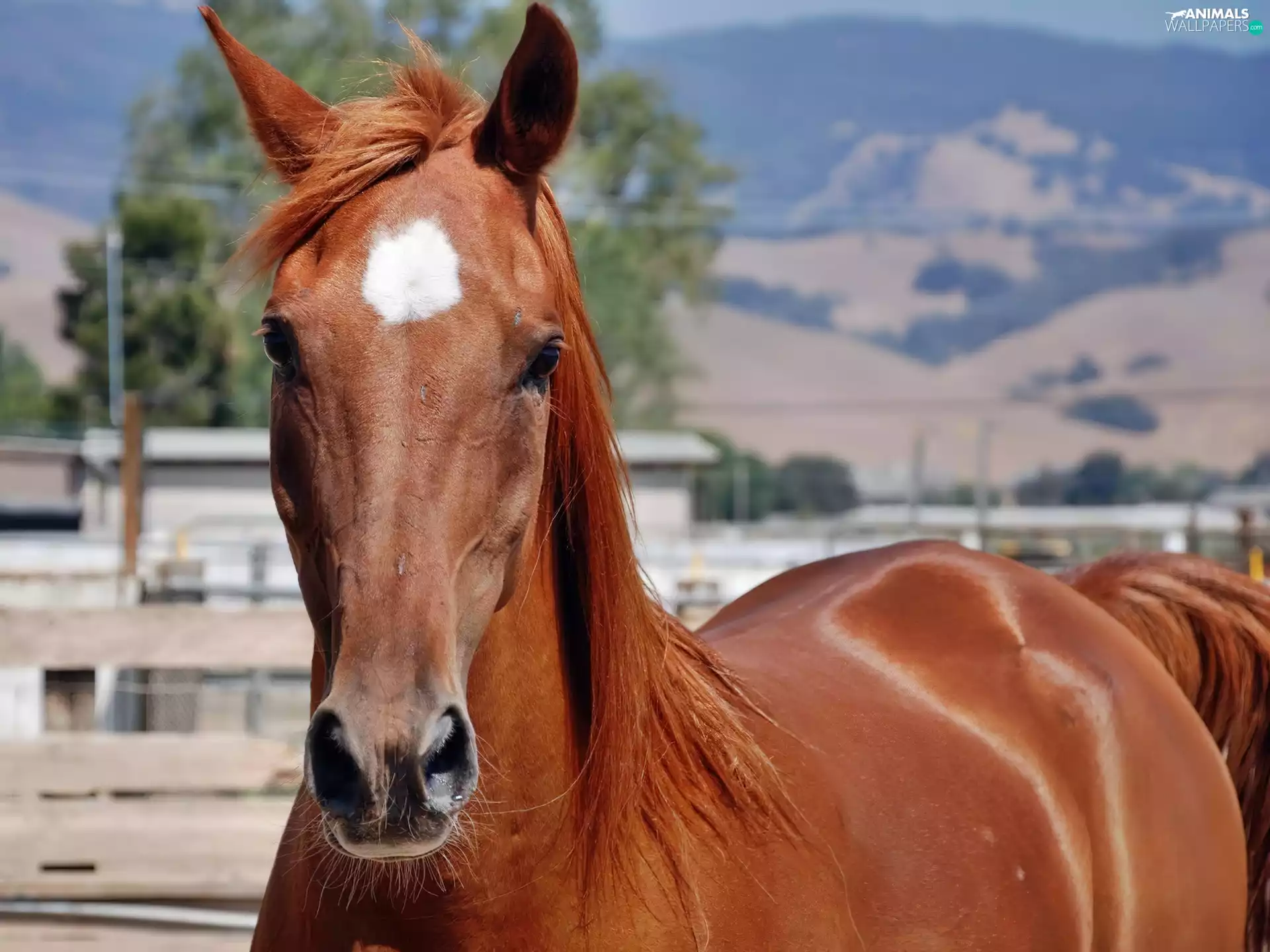 portrait, Beatyfull, Horse