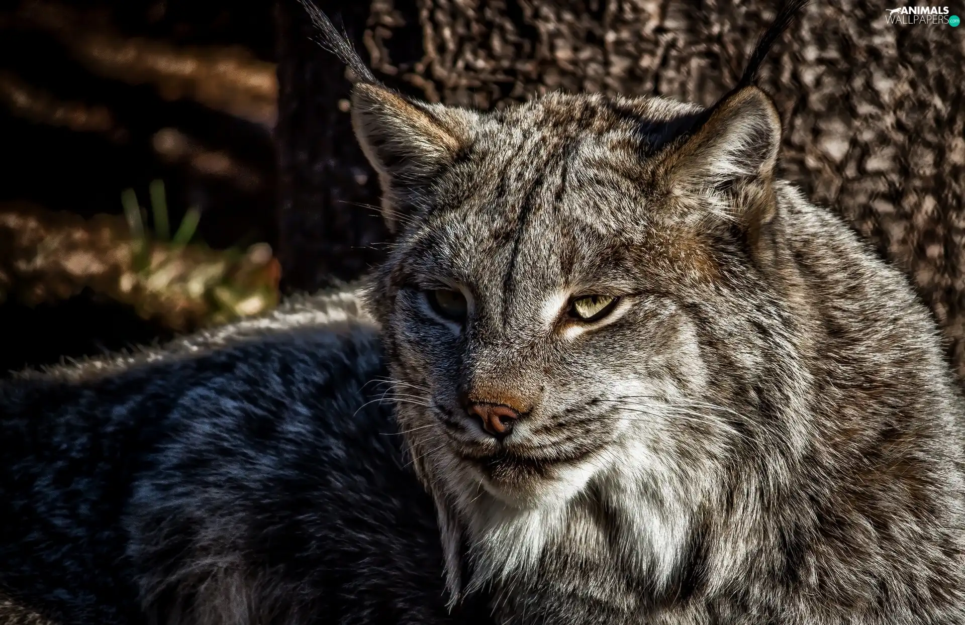 Lynx, portrait