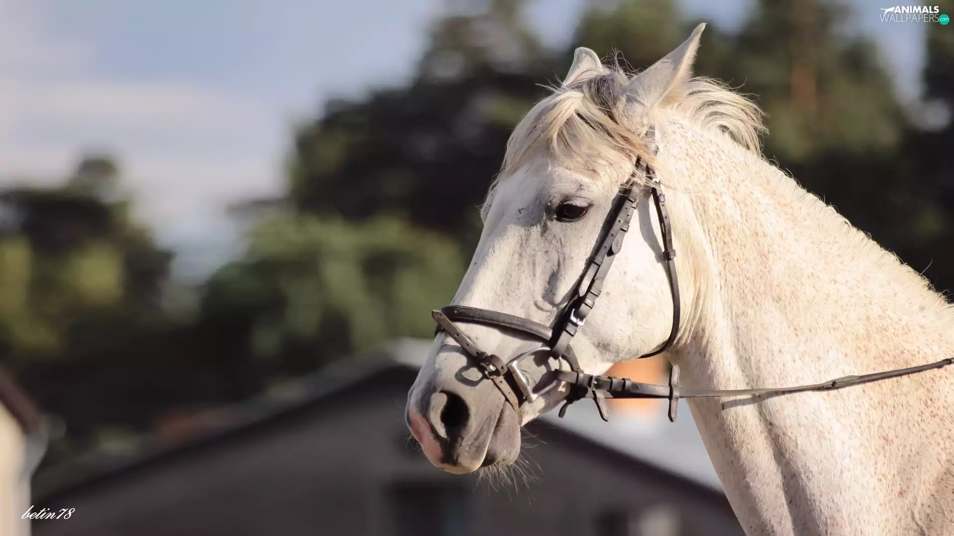 portrait, gray, Mare