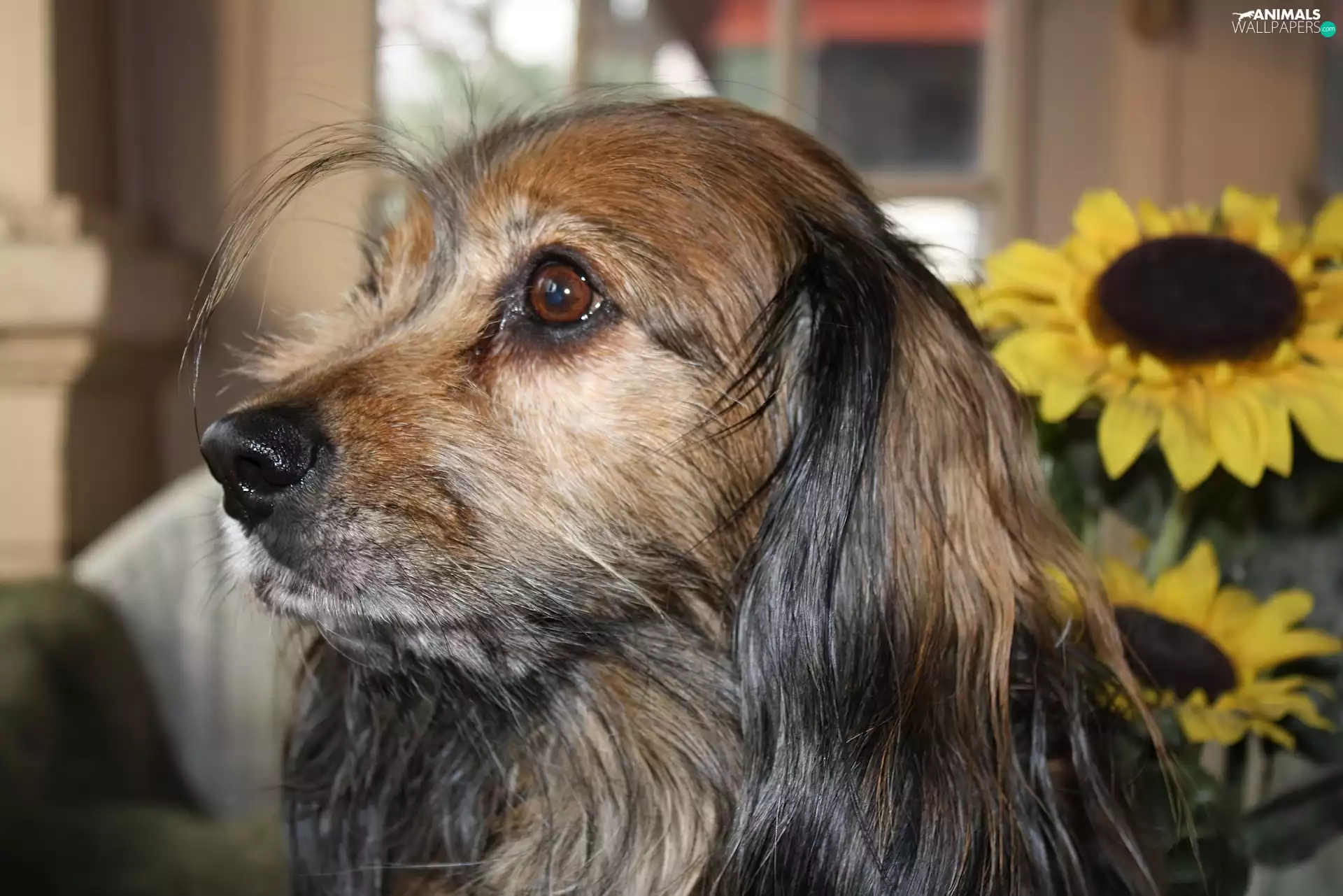 portrait, doggy, muzzle