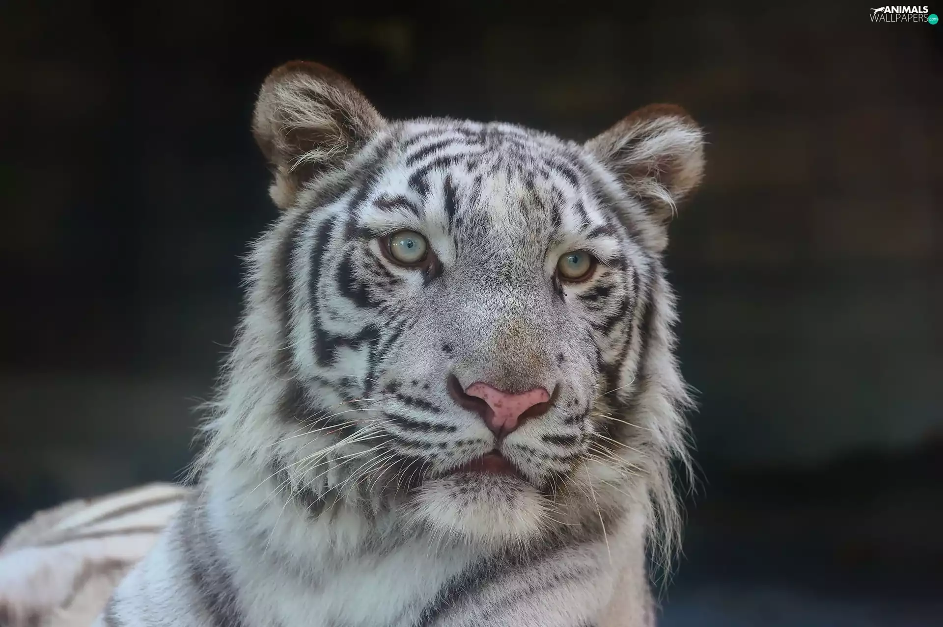 portrait, White, tiger