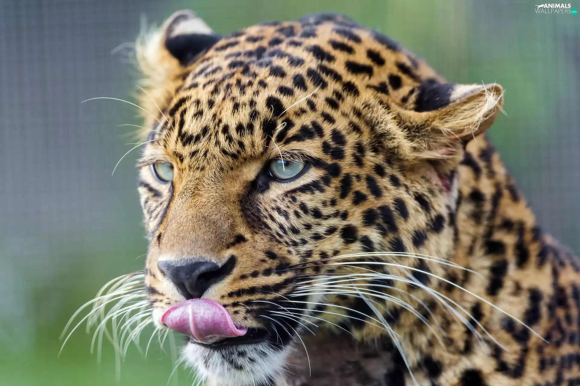 portrait, Leopards, Tounge