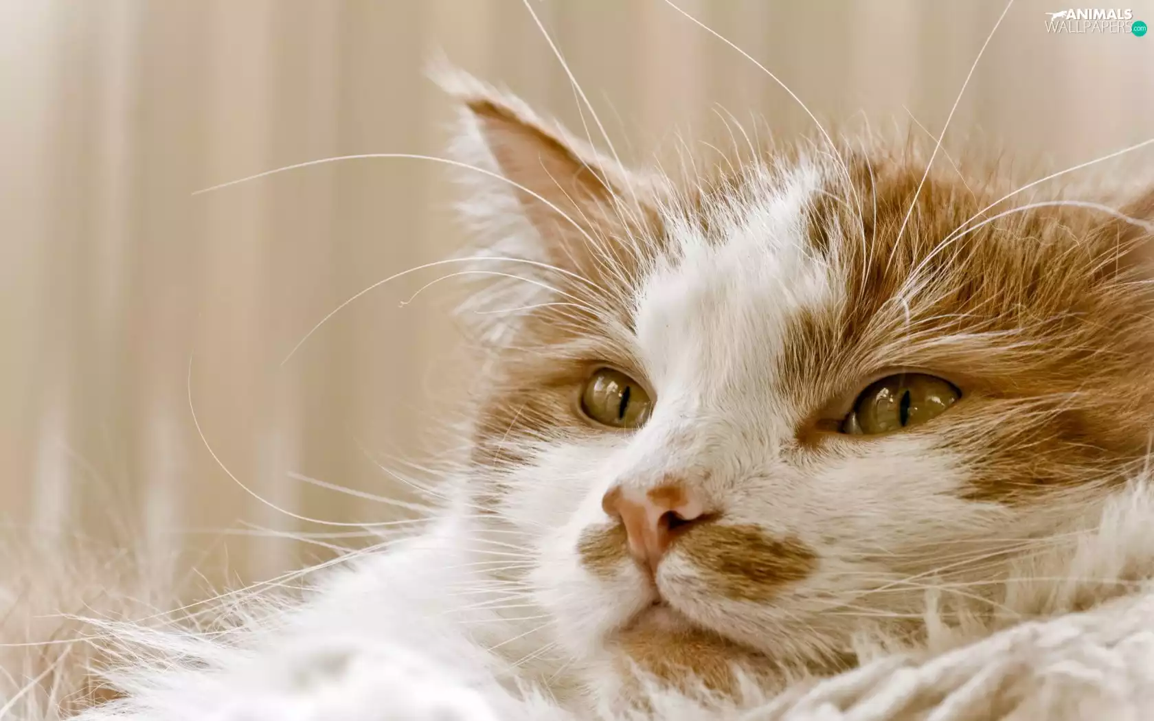 honeyed, russet, moustache, portrait, kitten, White