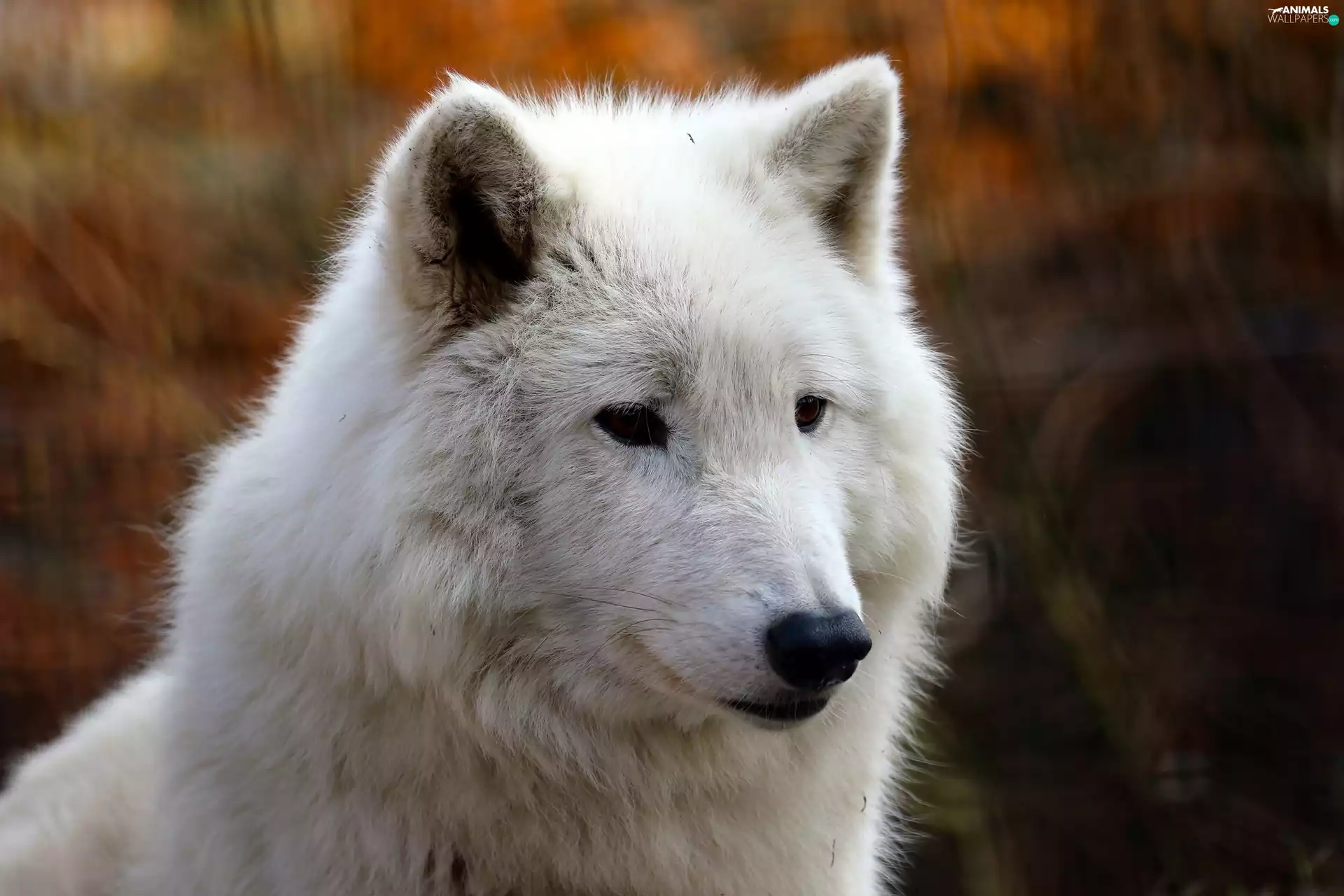 portrait, White, Wolf
