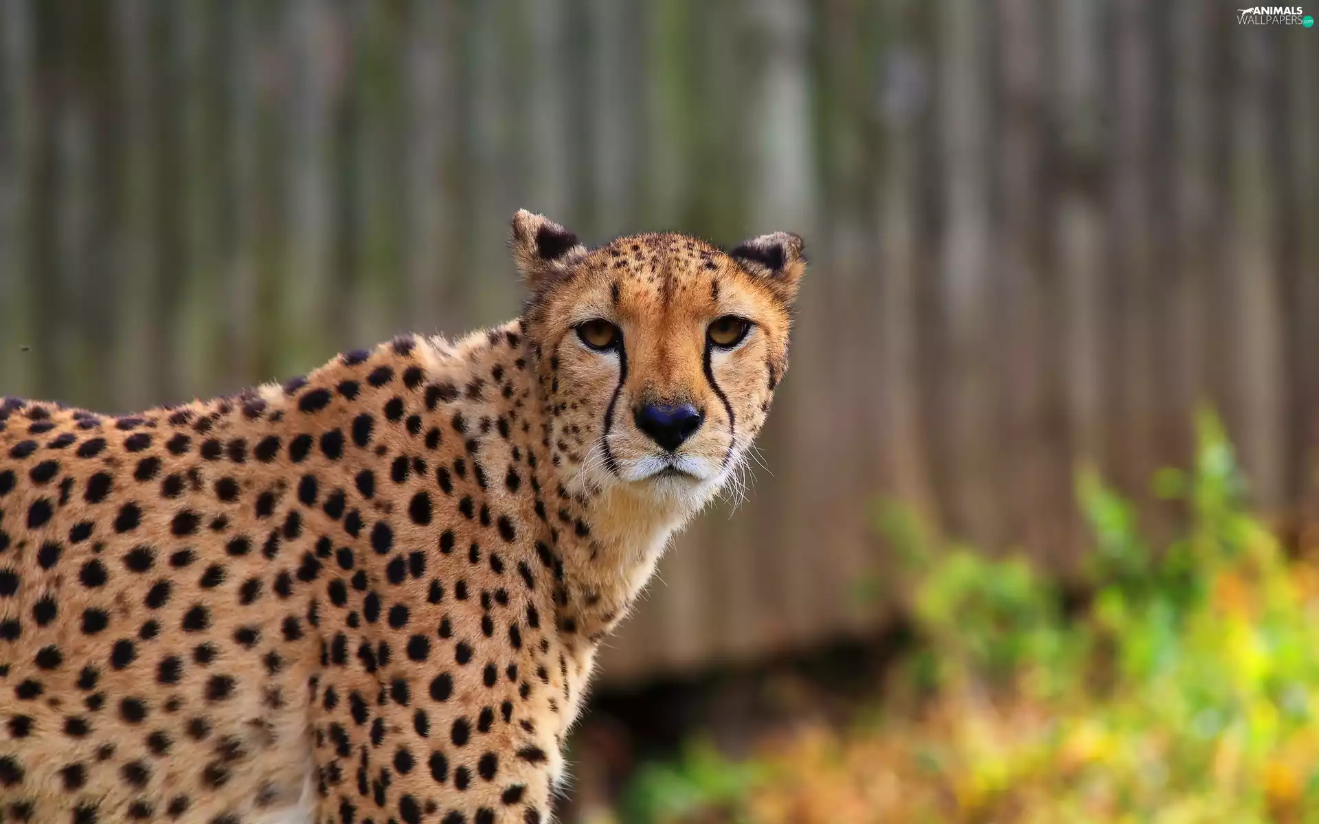 Posed, Cheetah