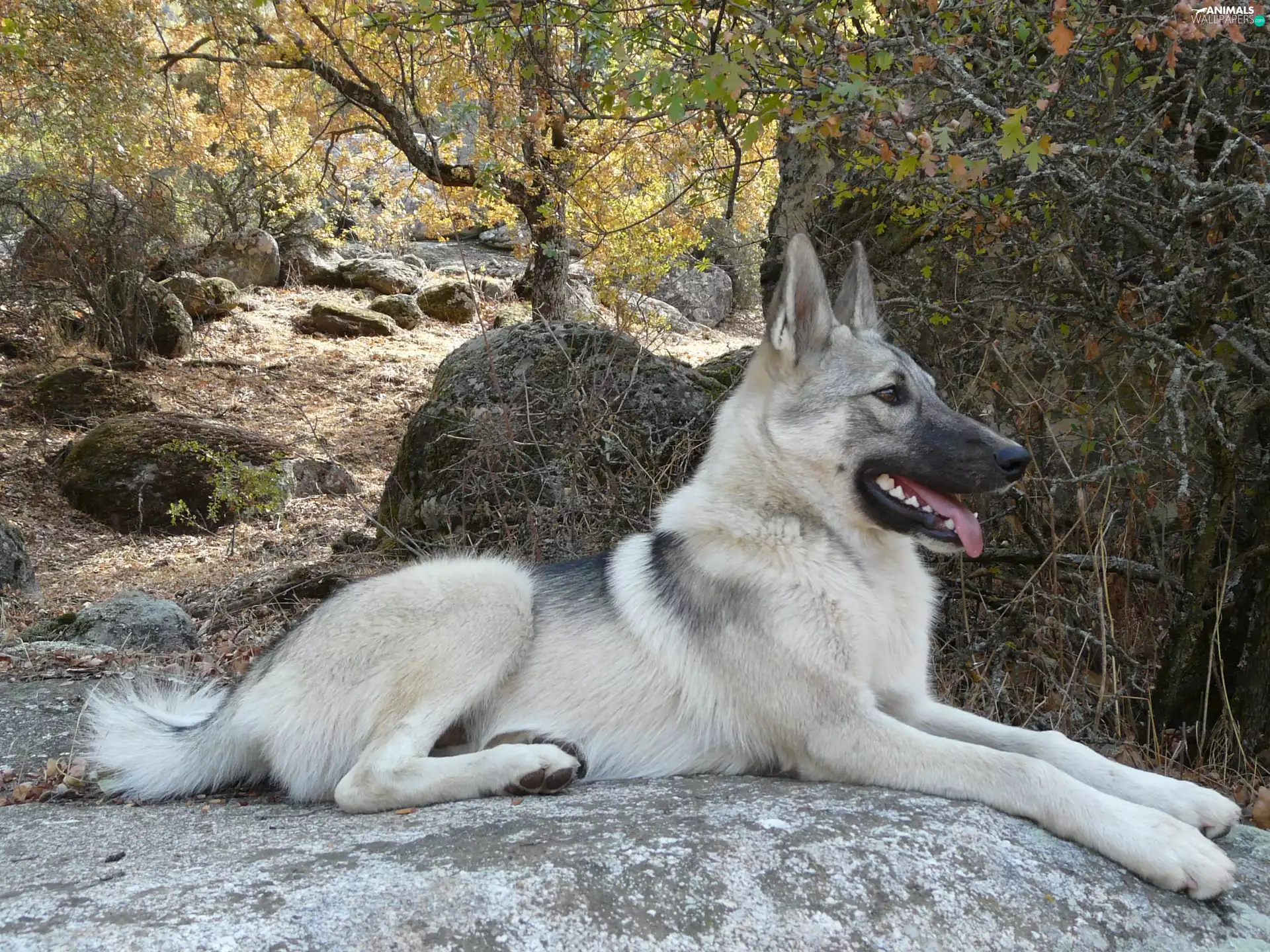 ears, Laika zachodniosyberyjska, posed