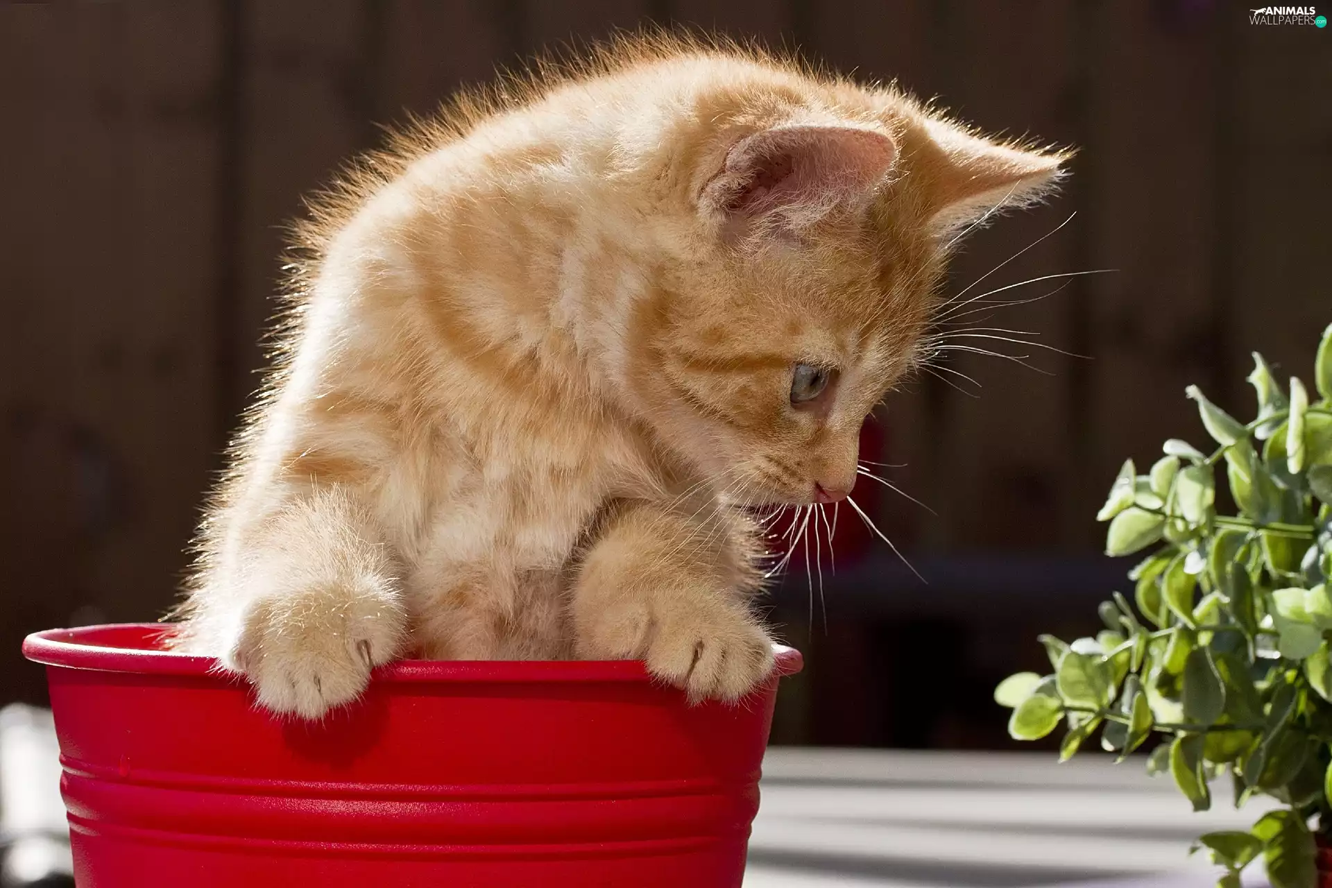 cat, pot, Flower, red hot