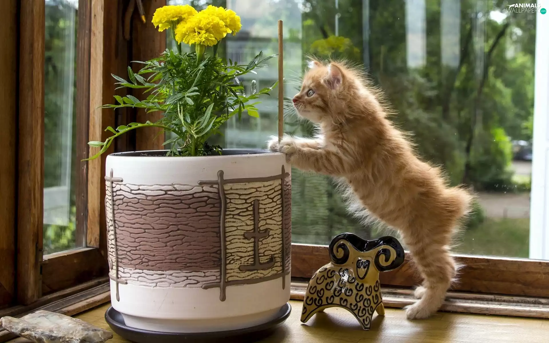 pot, cat, Flowers