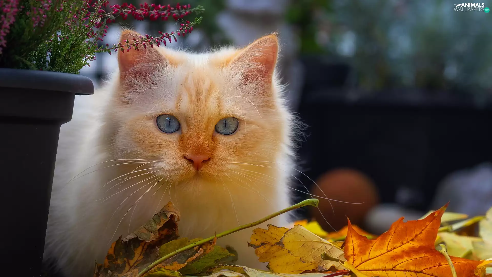 cat, Reddish, heather, pot, Leaf, Blue Eyed