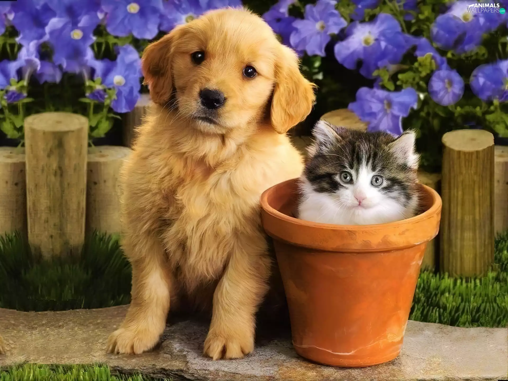 pot, dog, kitten
