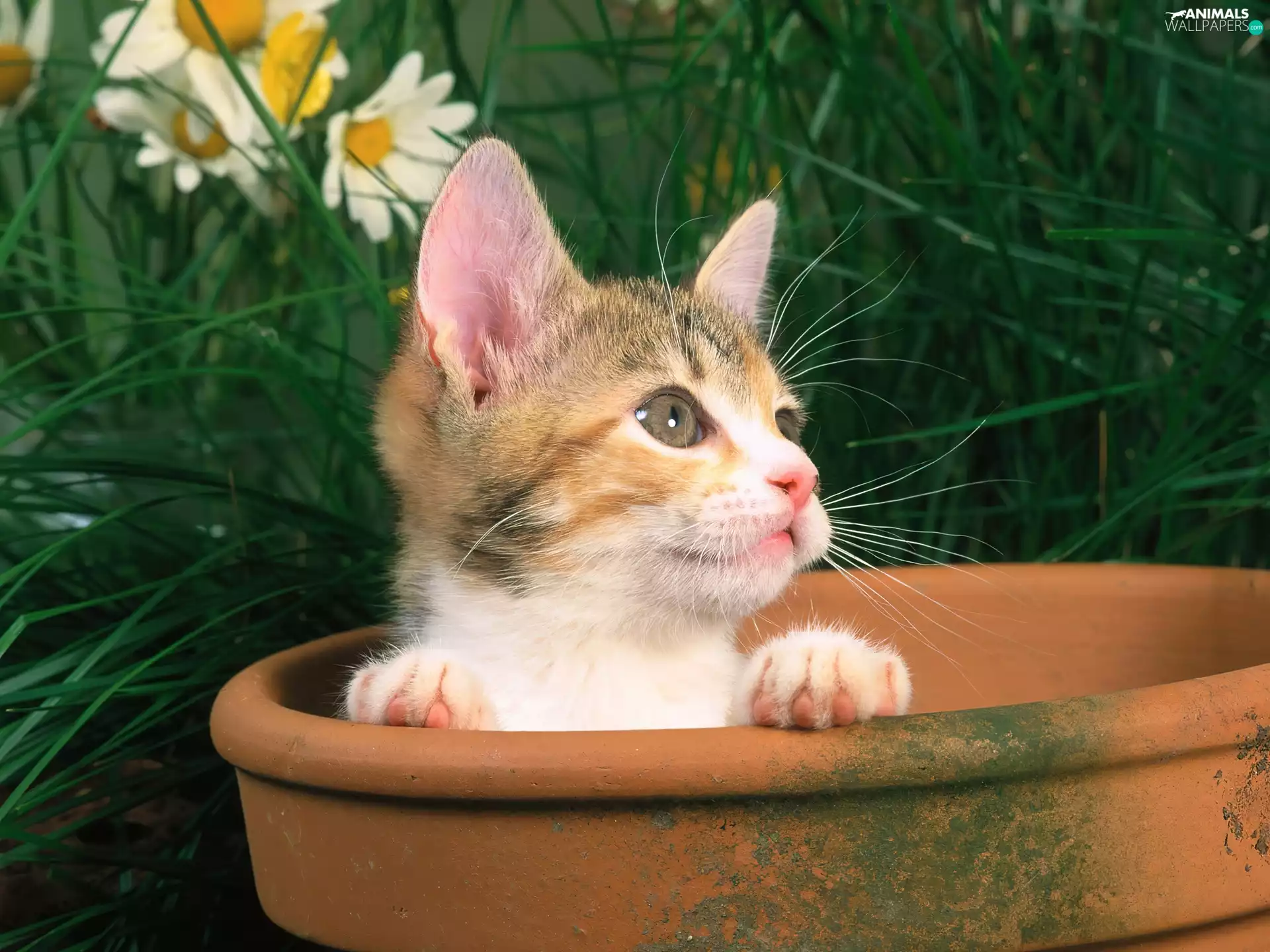 kitten, flowers, grass, pot