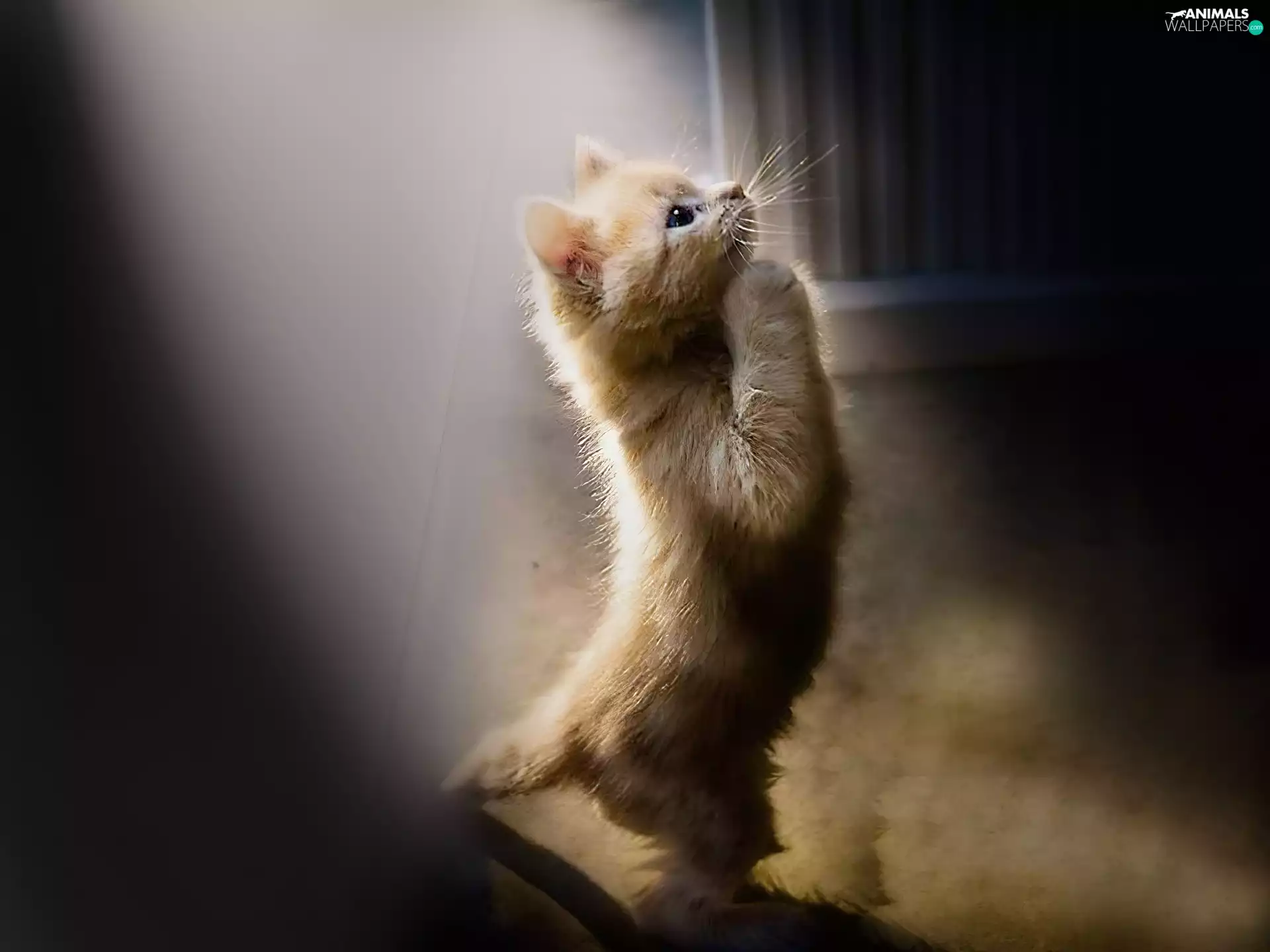 prayer, kitten