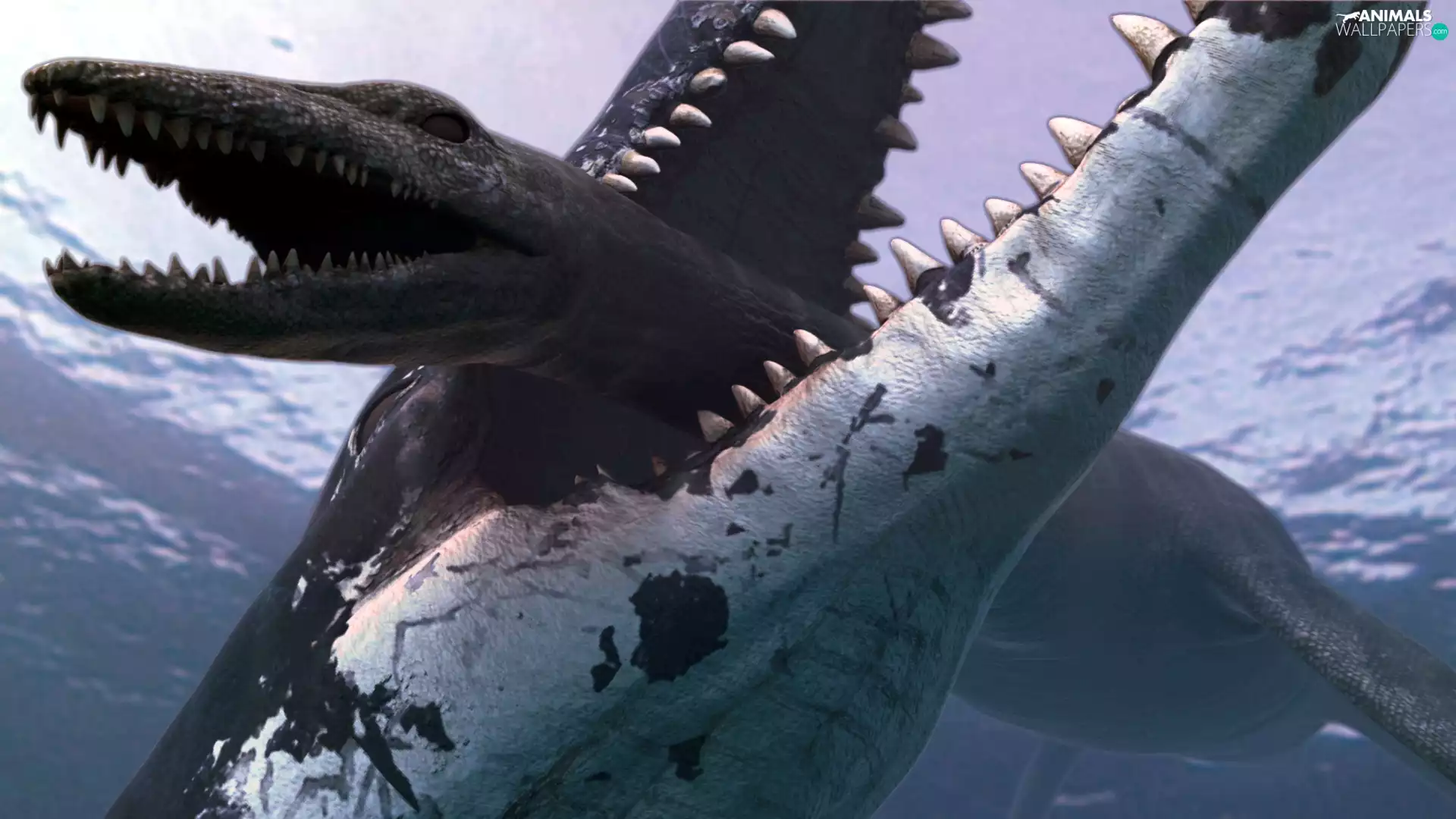 water, Two cars, predators