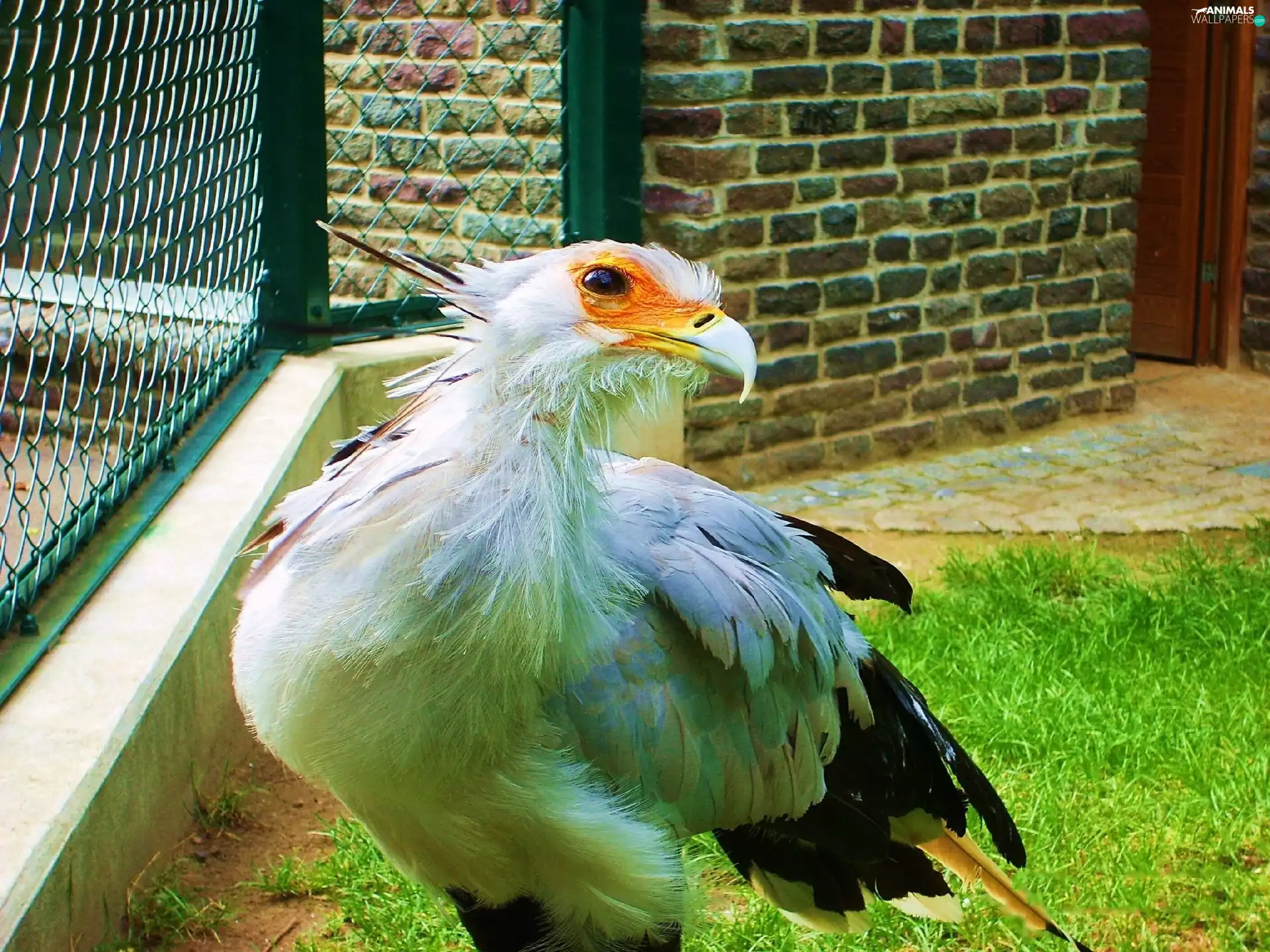 predatory, secretary, Bird