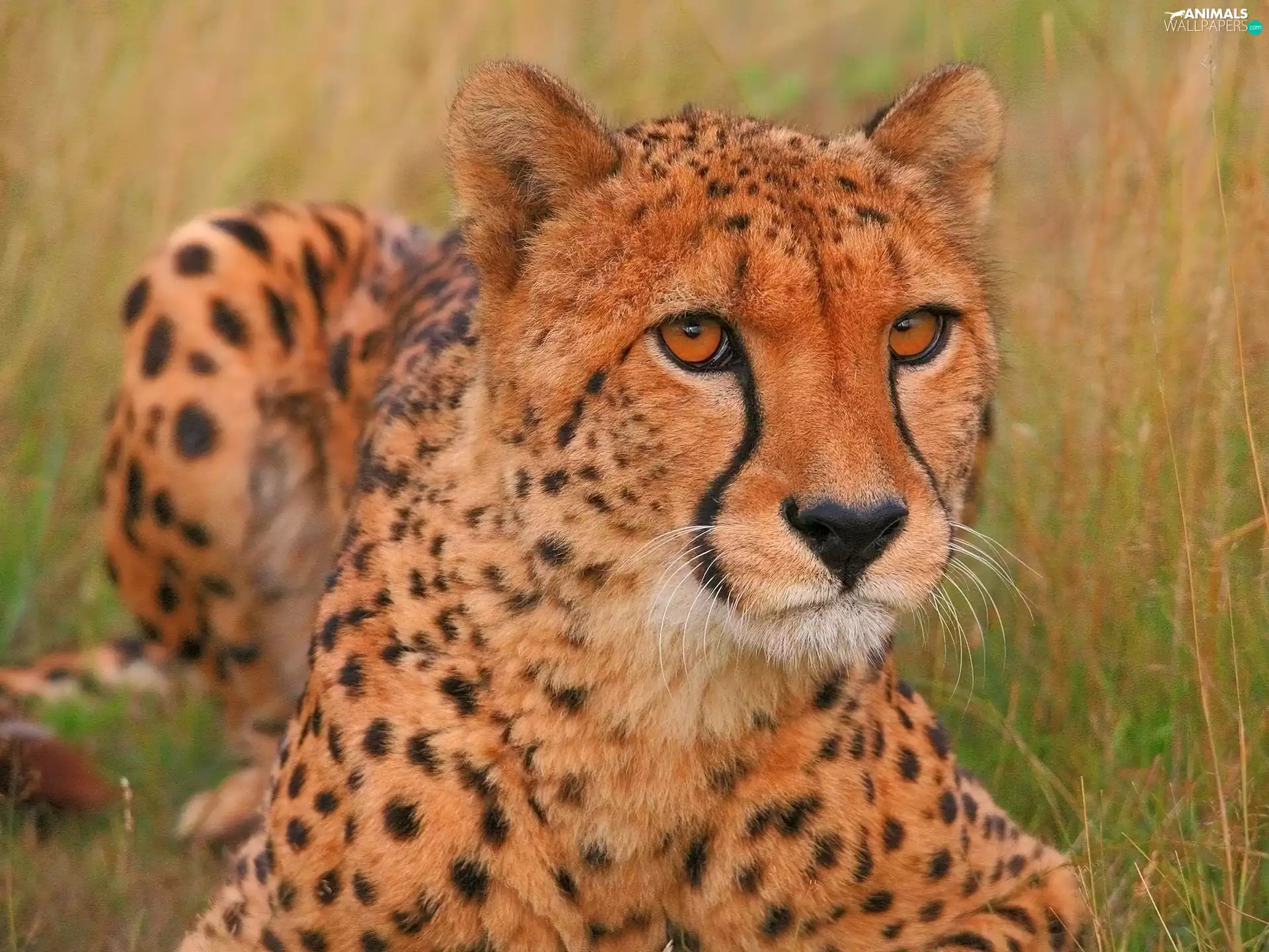 predatory, Cheetah