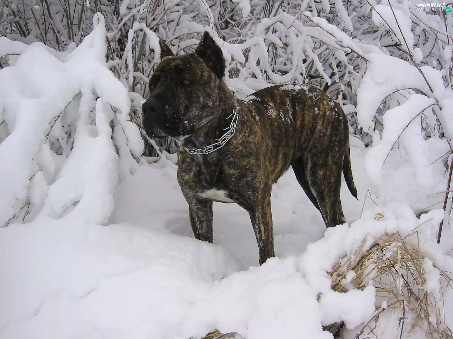 winter, Perro de Presa Canario, snow