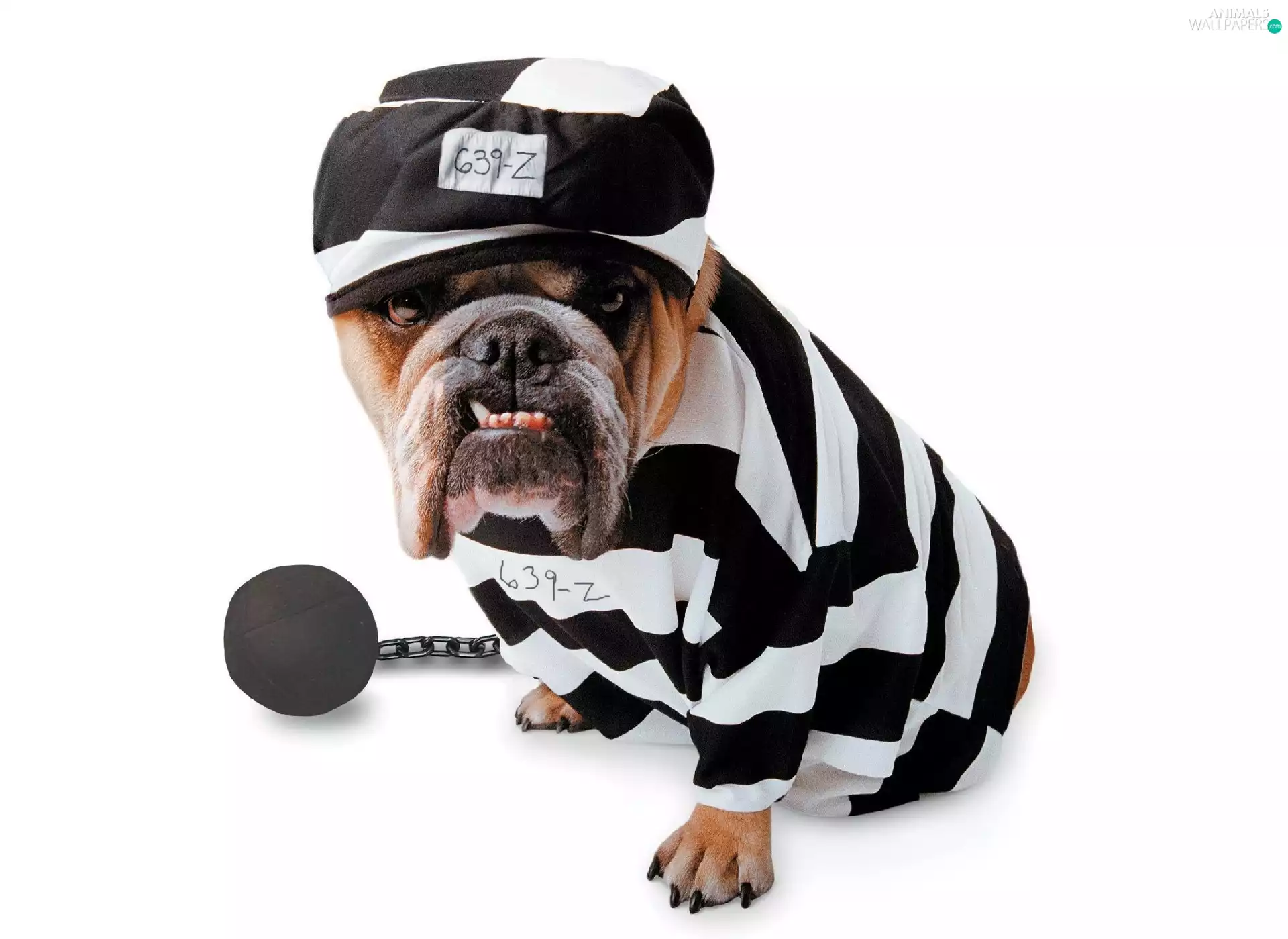 prisoner, Buldog, Hat
