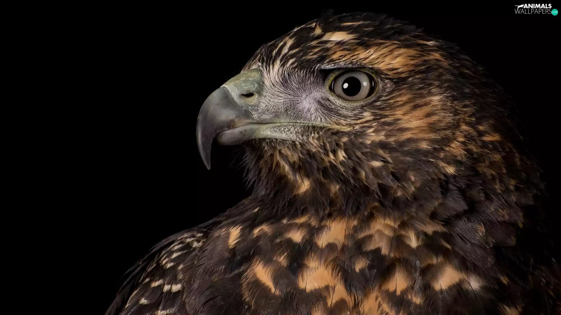 eagle, Black, background, profile