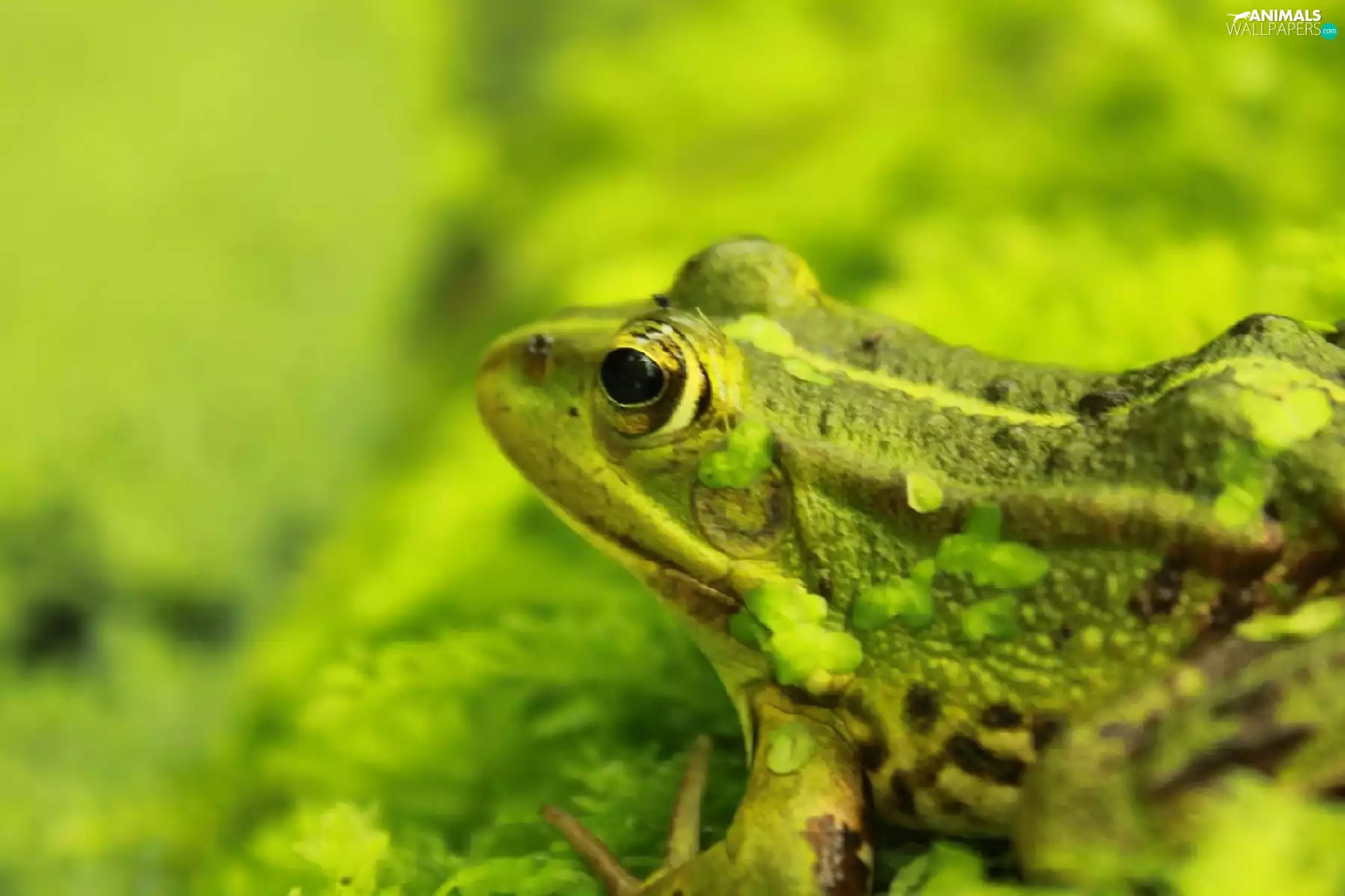 Green, protruding, Eyes, strange frog