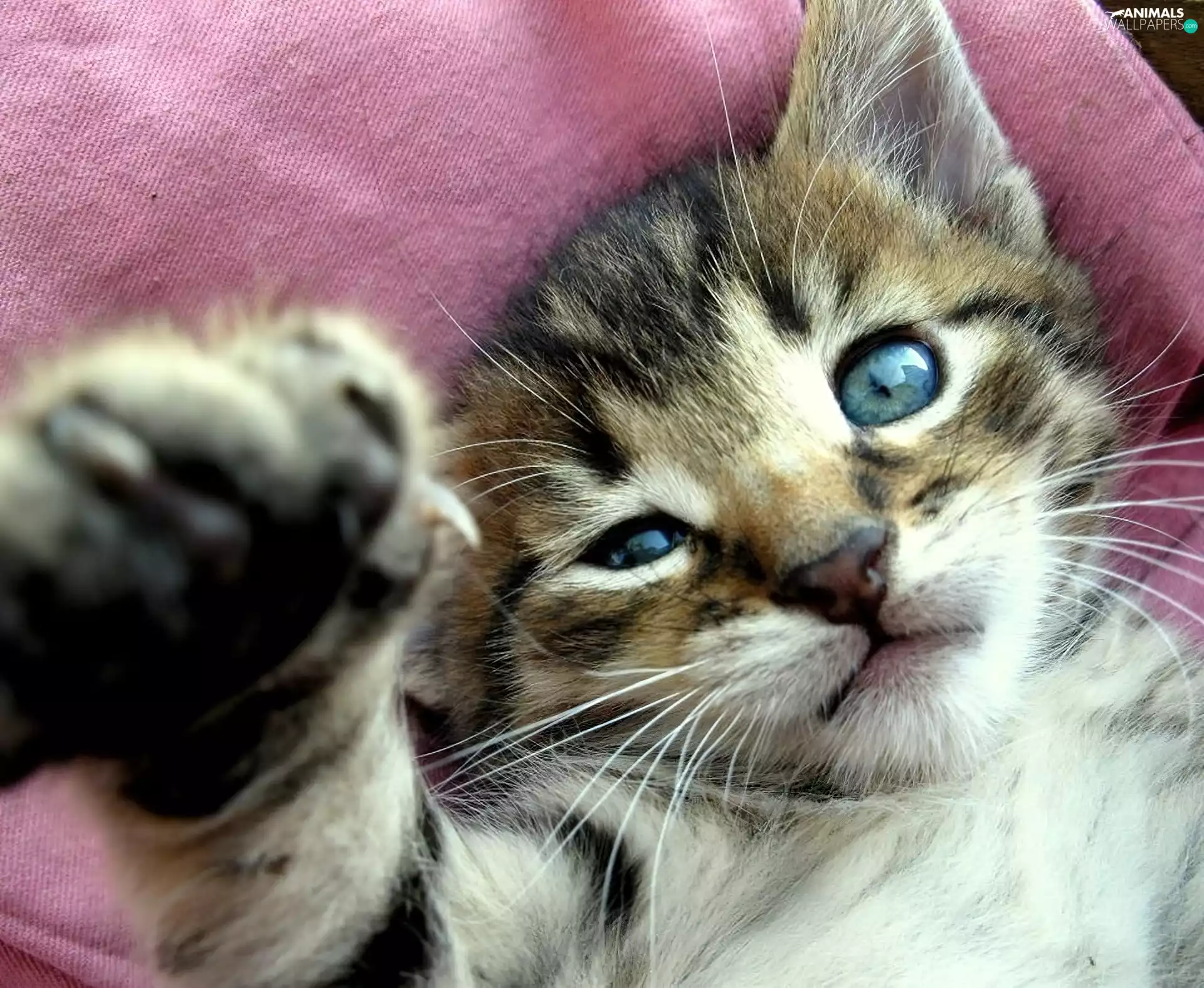 cat, Blue, Eyes, pud