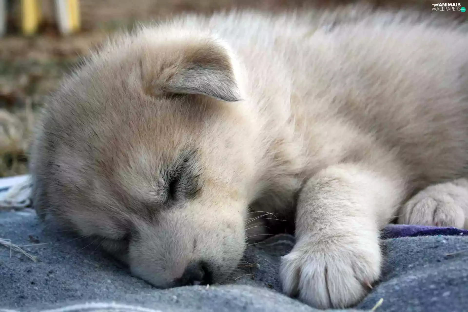 sleepy, pud, Siberian Husky, puppie