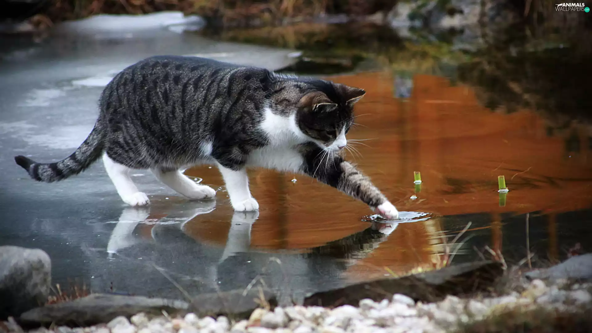 puddle, cat, dachshund