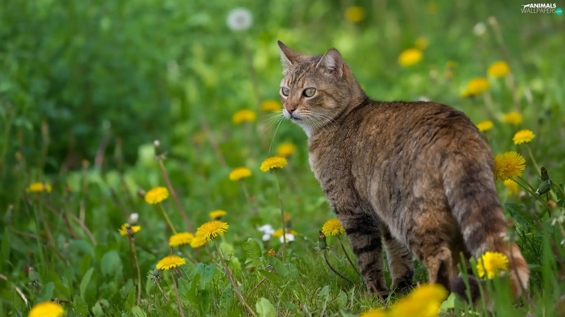 dun, Meadow, puffball, cat