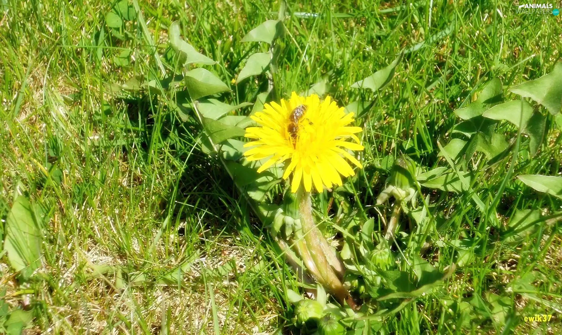 Yellow, bee, grass, puffball