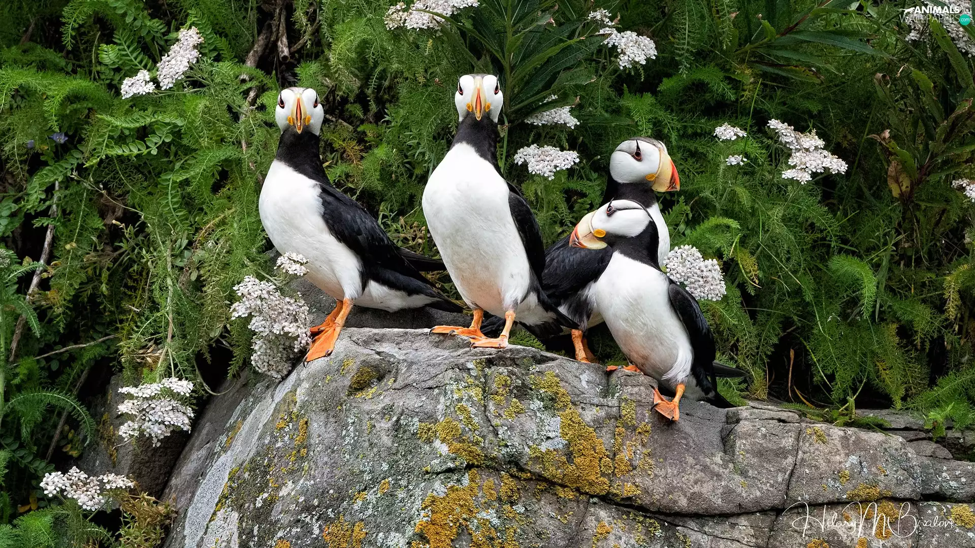 birds, Stone, VEGETATION, Puffins