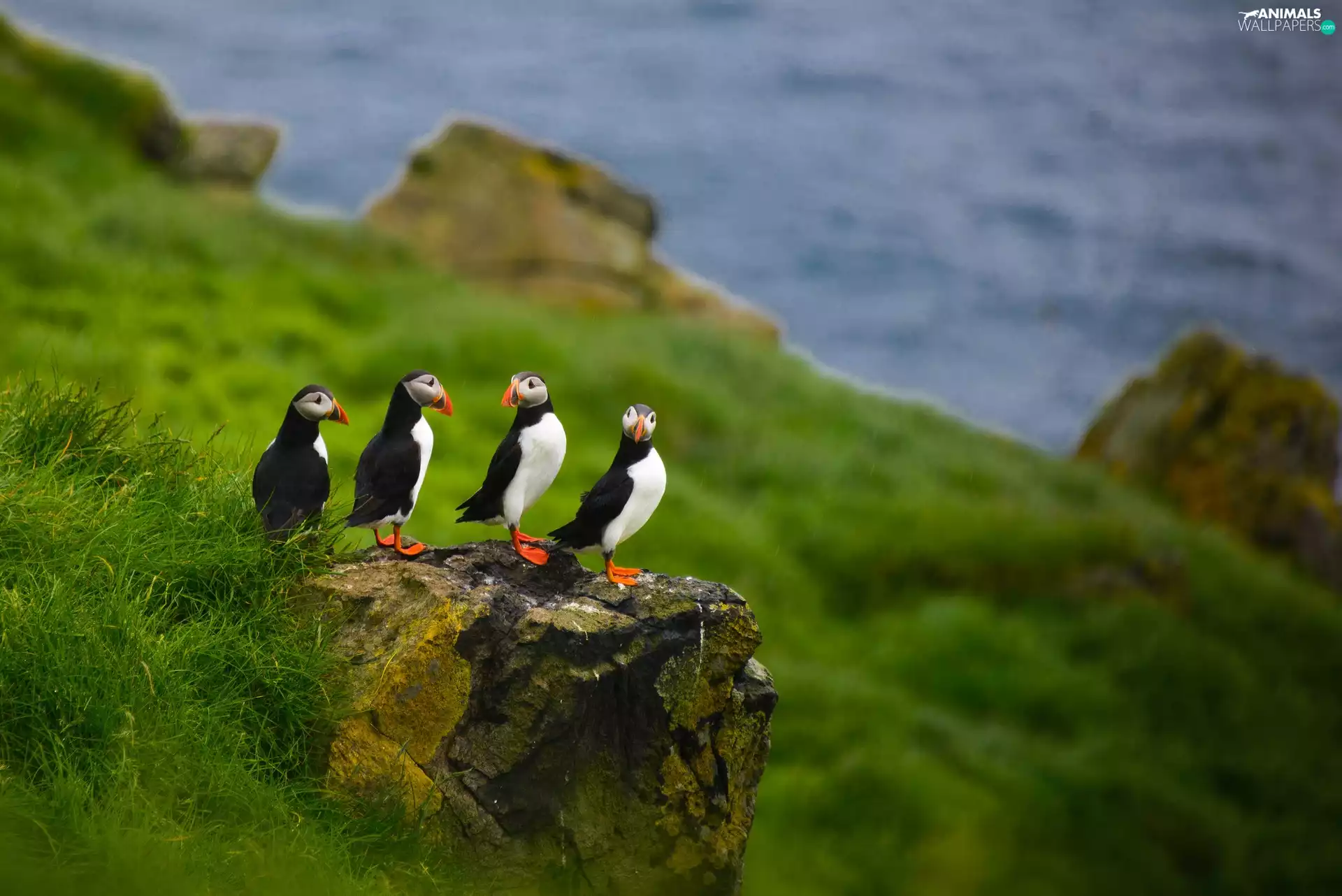 Puffins, Rocks, grass