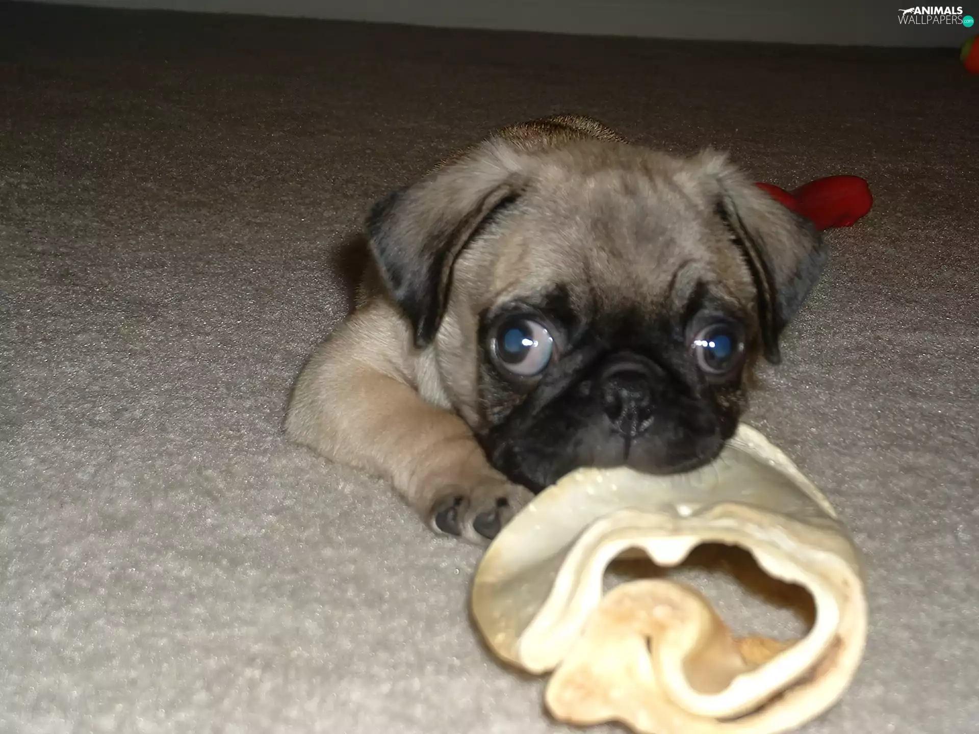pug